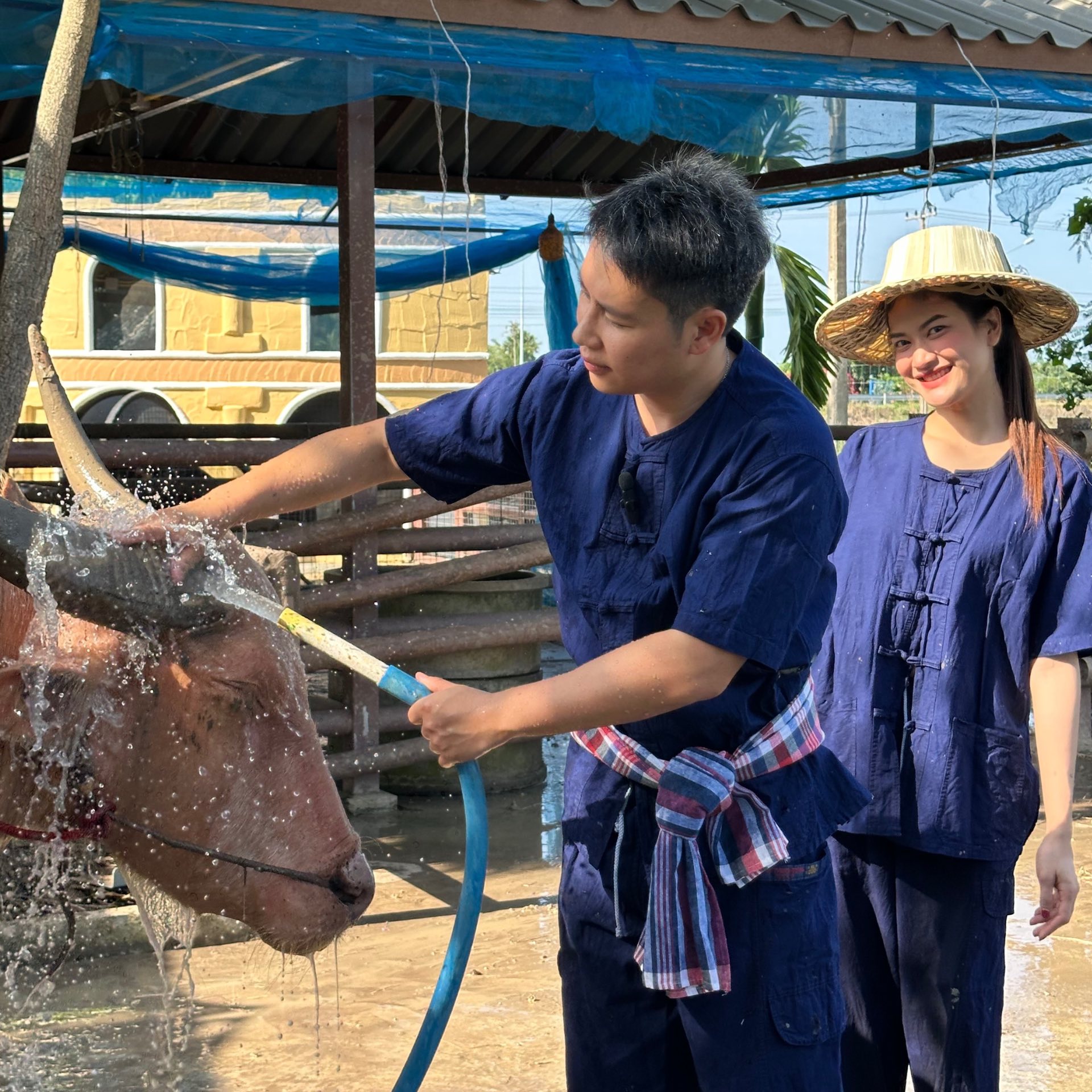“อาบน้ำควายเผือก”... - หล่อเลี้ยงฟาร์ม คาเฟ่ - Lhor Liang Farm | Facebook