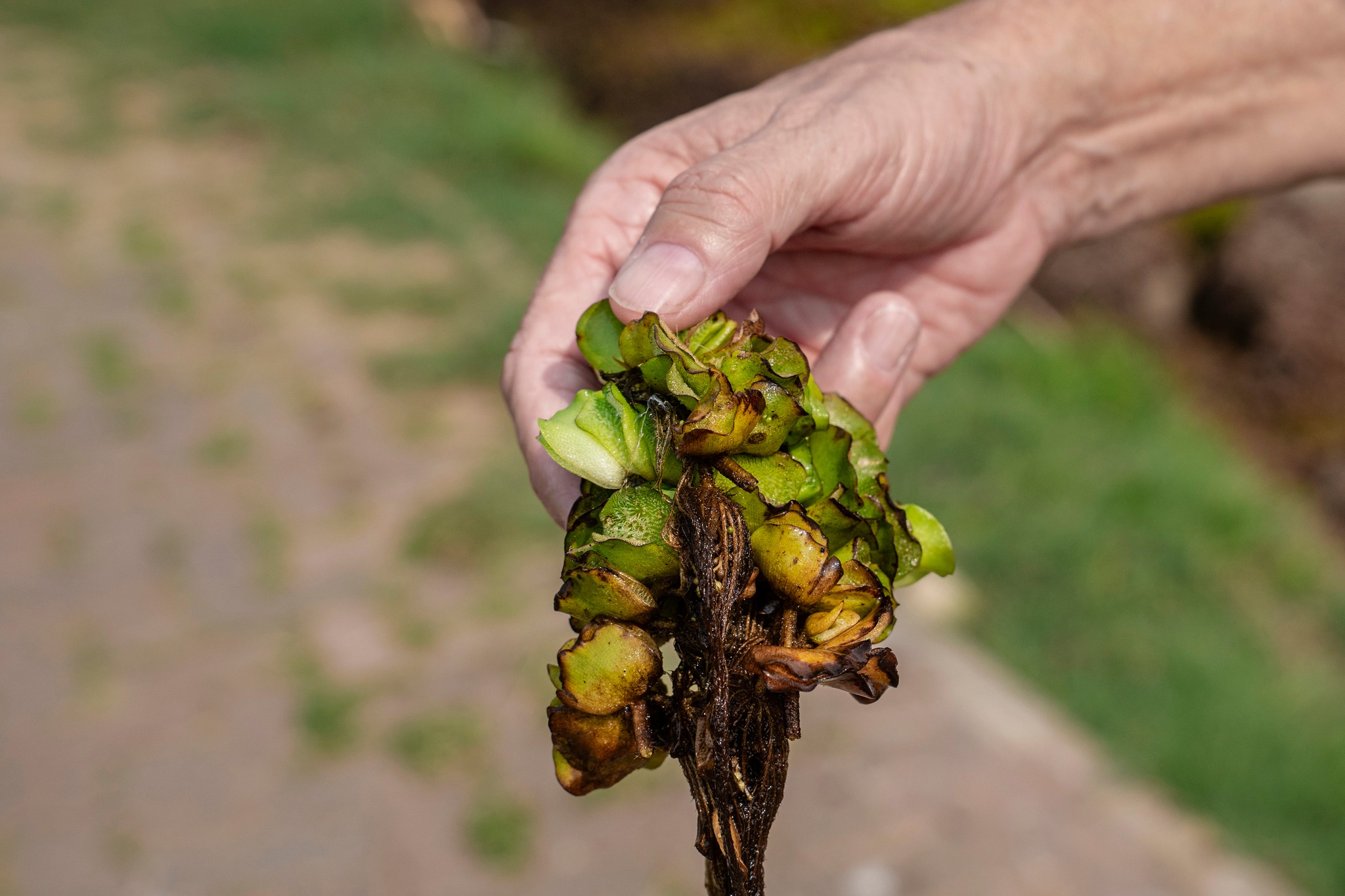 The Independent - INVASIVE WEED IS THREATENING LIFE IN JOBURG DAMS ...