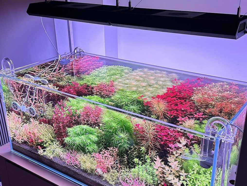 Classic Dutch style 💕🌱🌿💗 Chihiros WRGB 120☀️ Beautiful