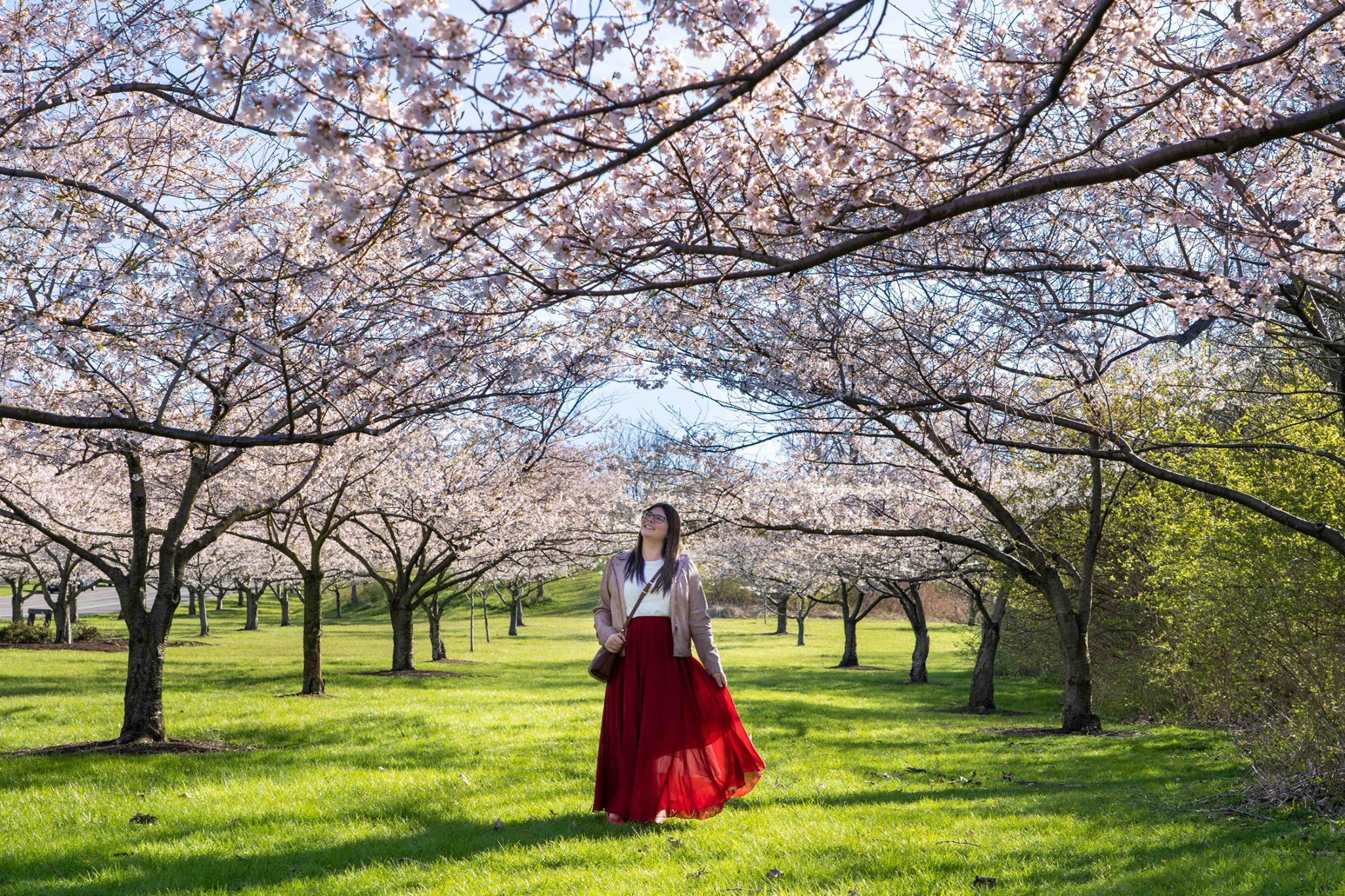 UPDATE: The #cherrytrees at Brookside Reservation are in full