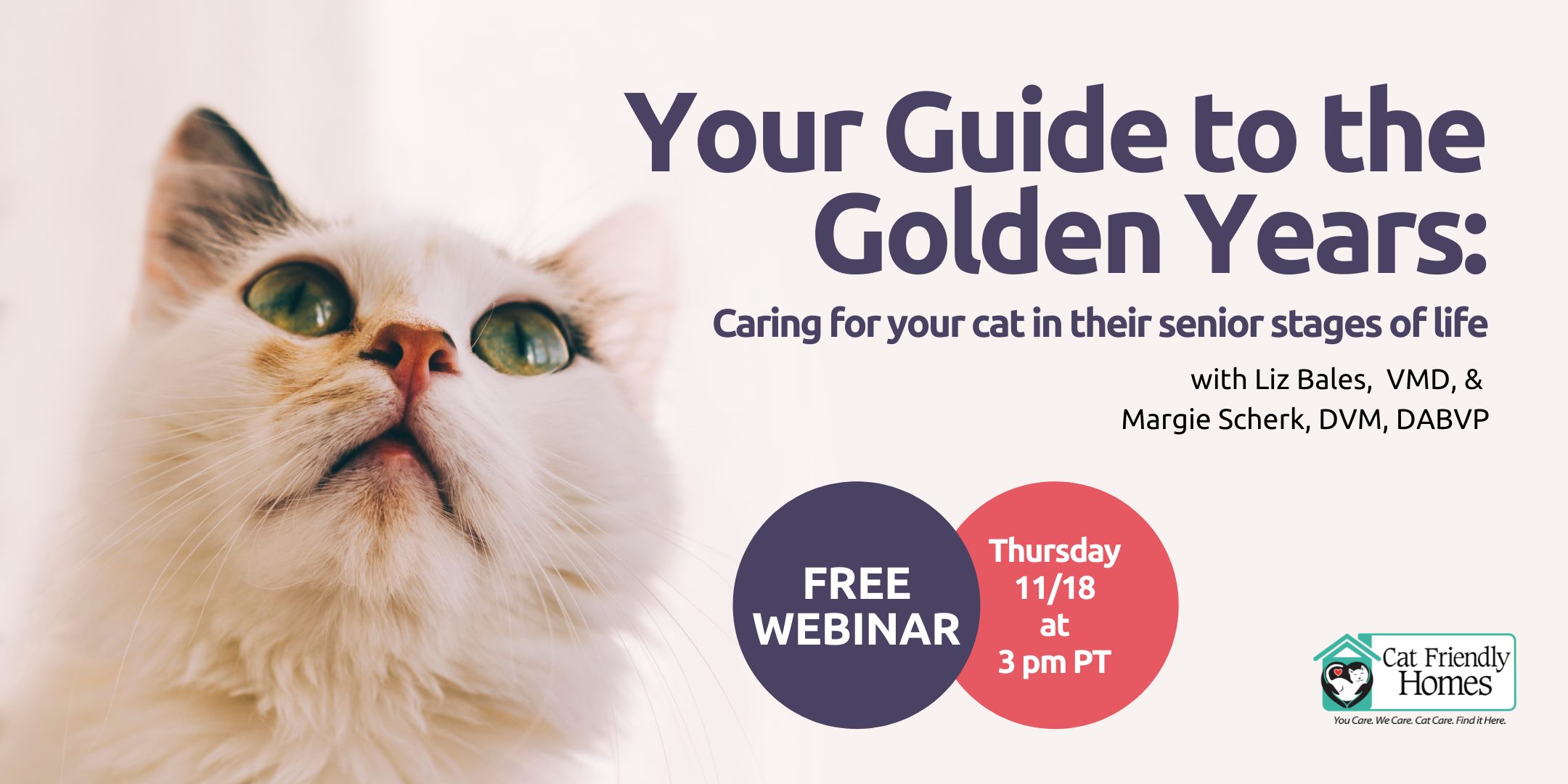 Your Guide to the Golden Years: Caring For Your Cat in Their Senior Stages