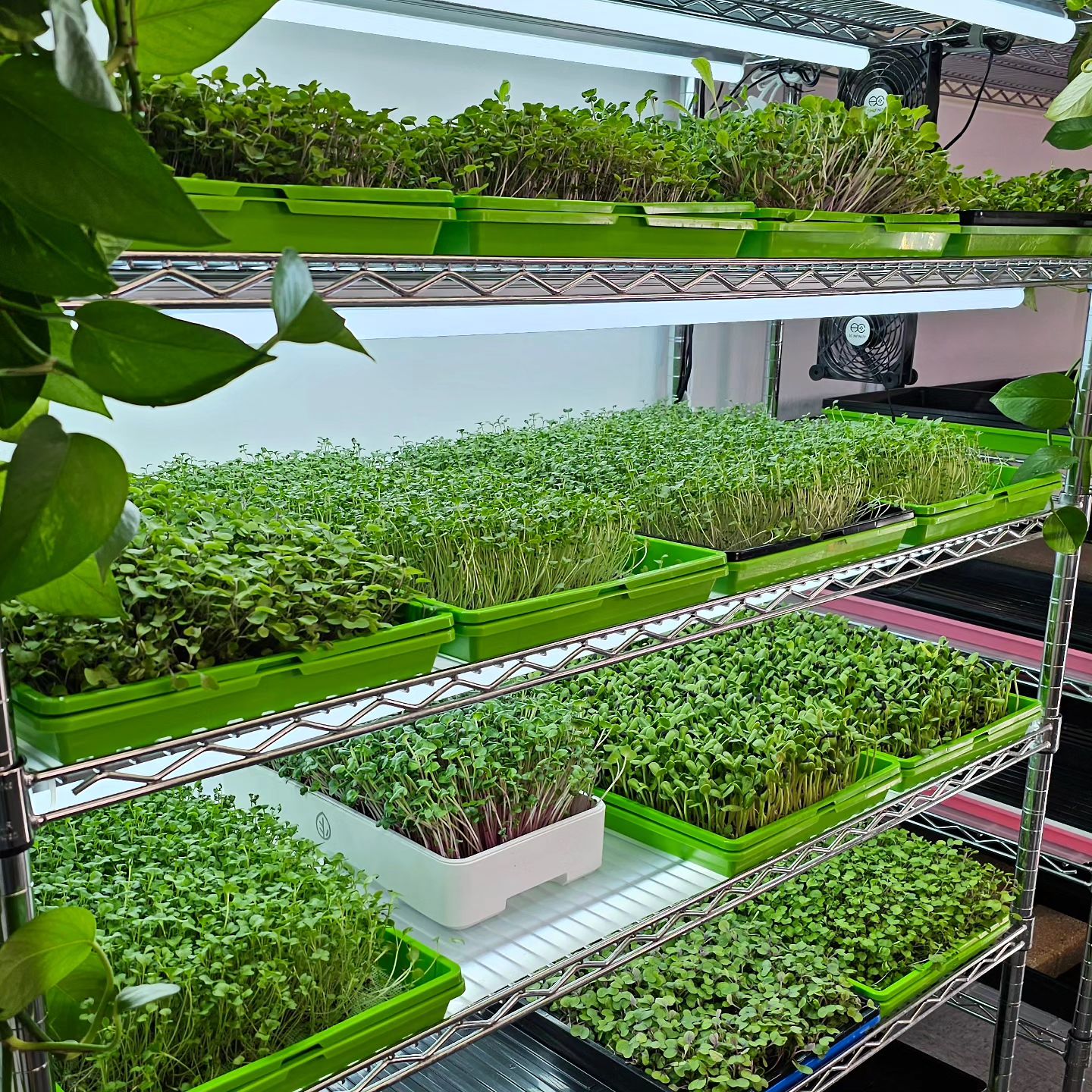 🌱 Good... - On The Grow - Microgreens & Indoor Growing | Facebook