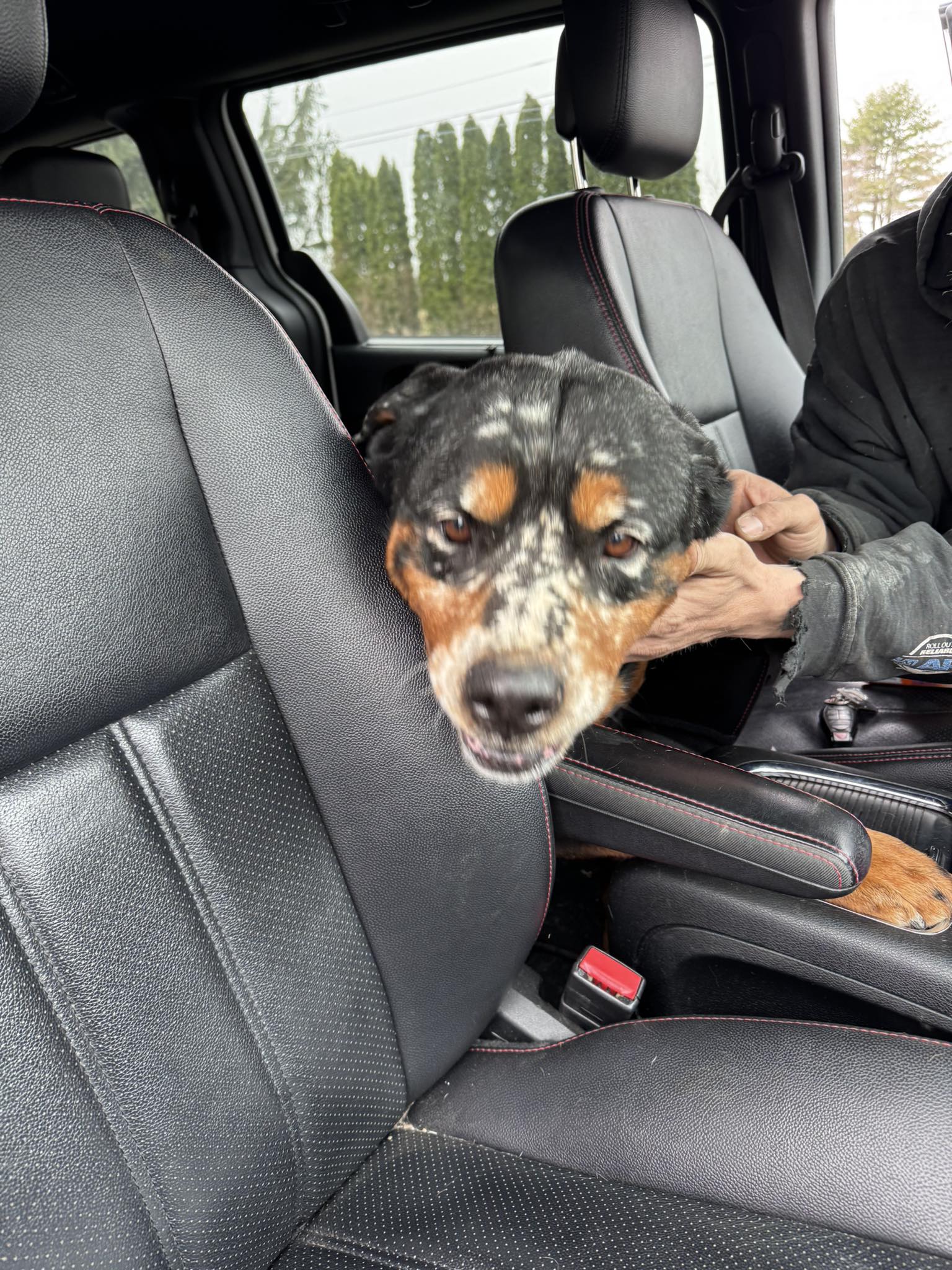 Ruth - Update: She is now at Hillside SPCA In Pottsville! Female ...