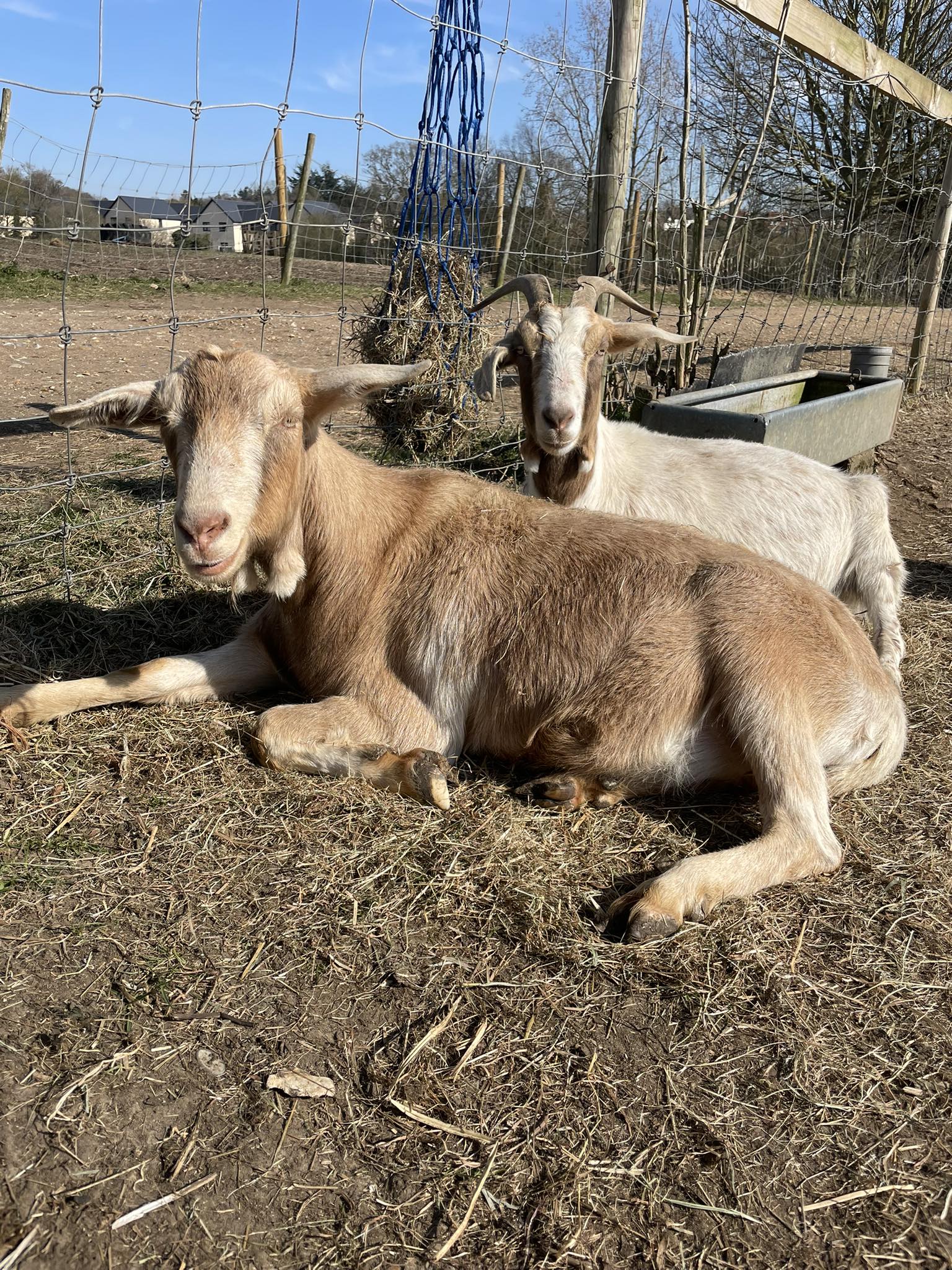 Gee Gees Ranch Healing Acres CIC | Bury St. Edmunds