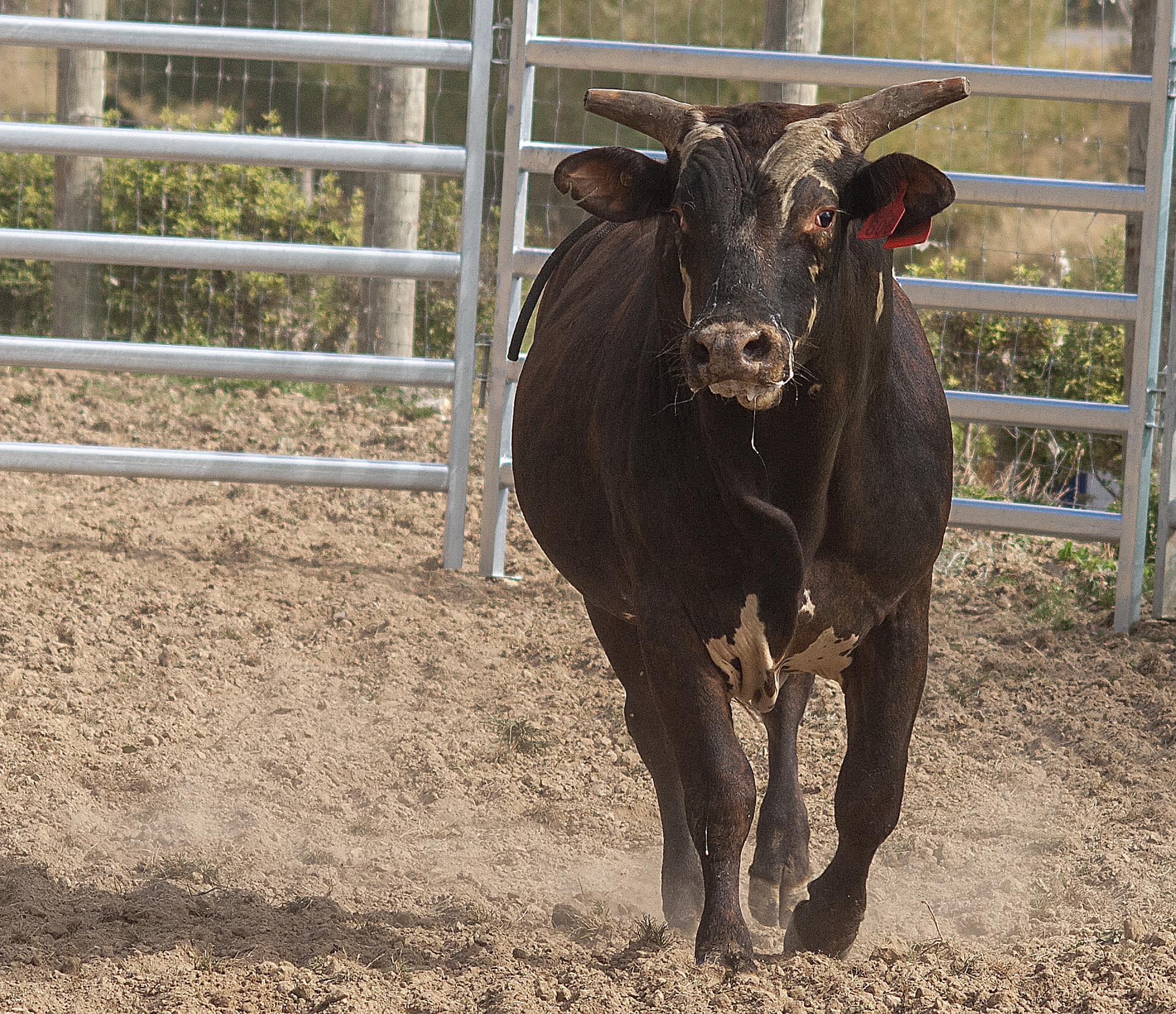 Southland Rodeo... - Southland Rodeo Association Inc