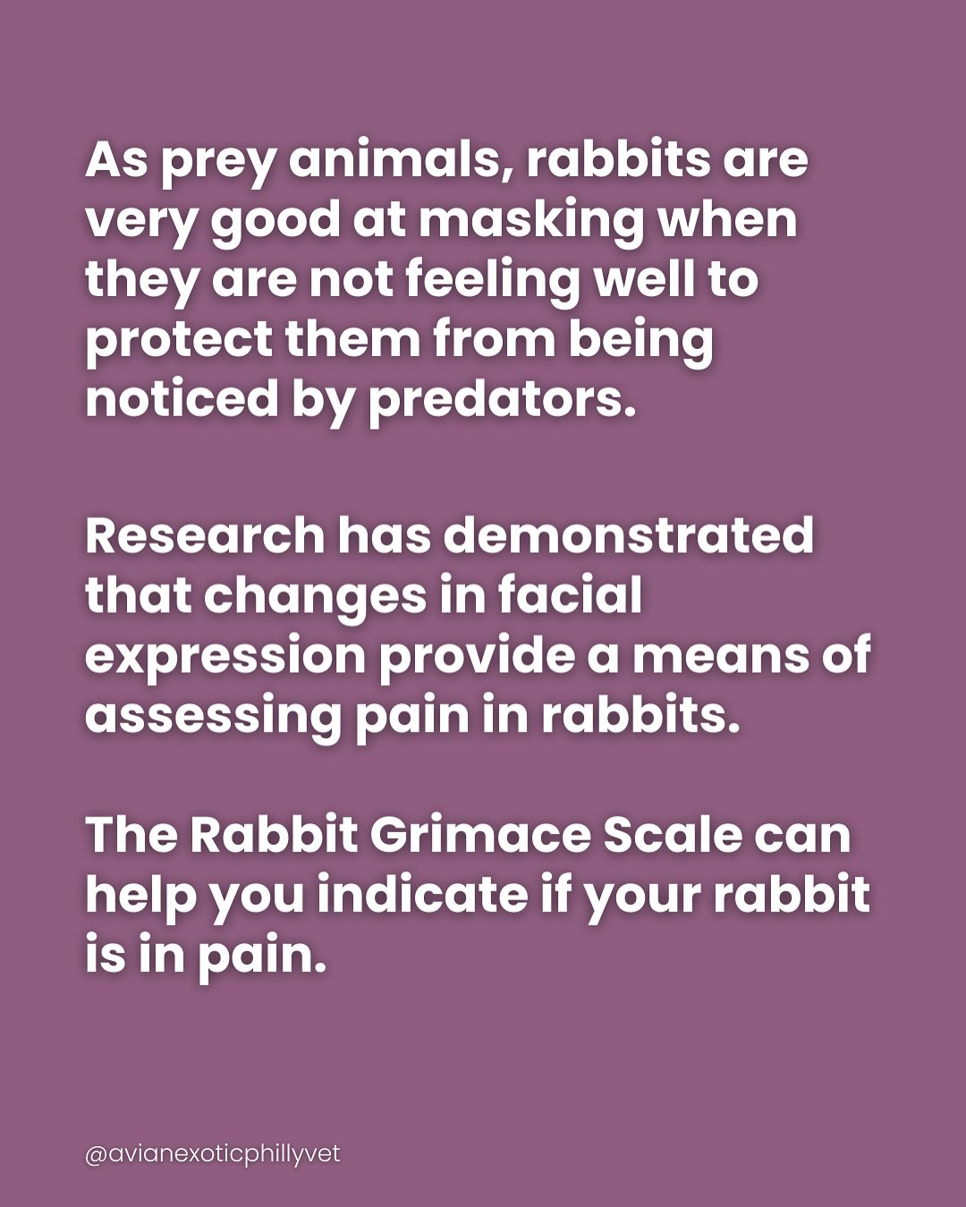 Avian & Exotic Philly Vet Medical Surgical Clinic | Philadelphia PA