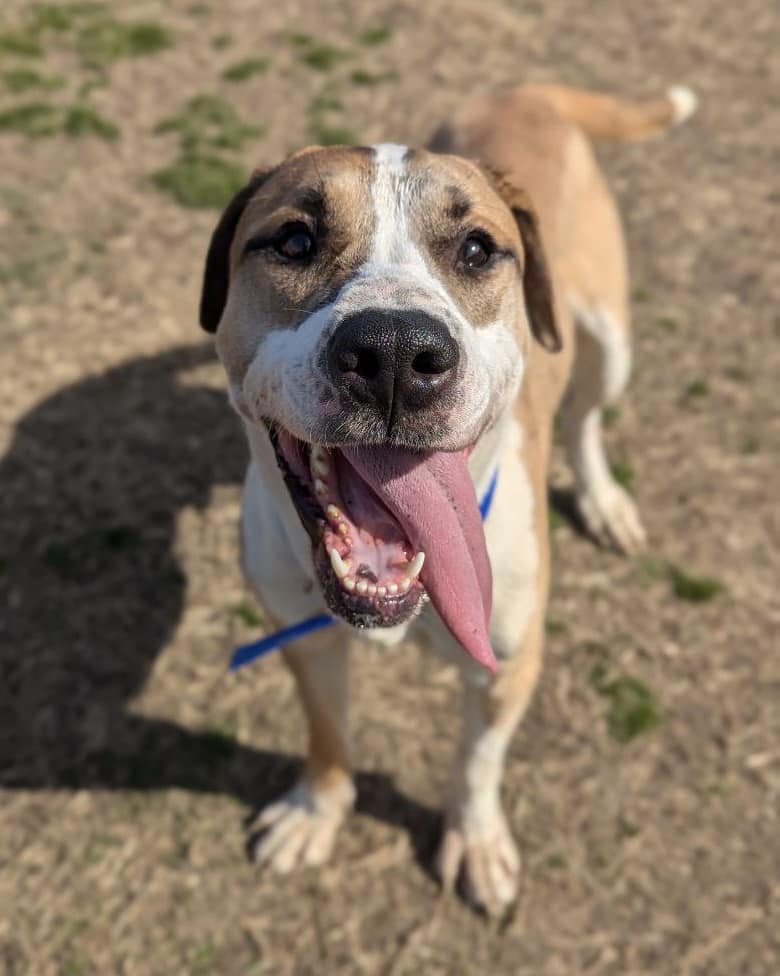 Richmond - Meet Scooby Doo! 🐾🕵️‍♂️ Just like his namesake, Scooby Doo ...