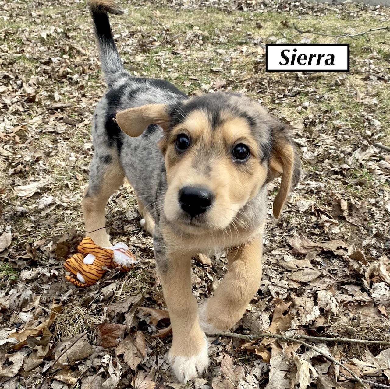 These pups are... - Project Hope Animal Rescue Foundation | Facebook
