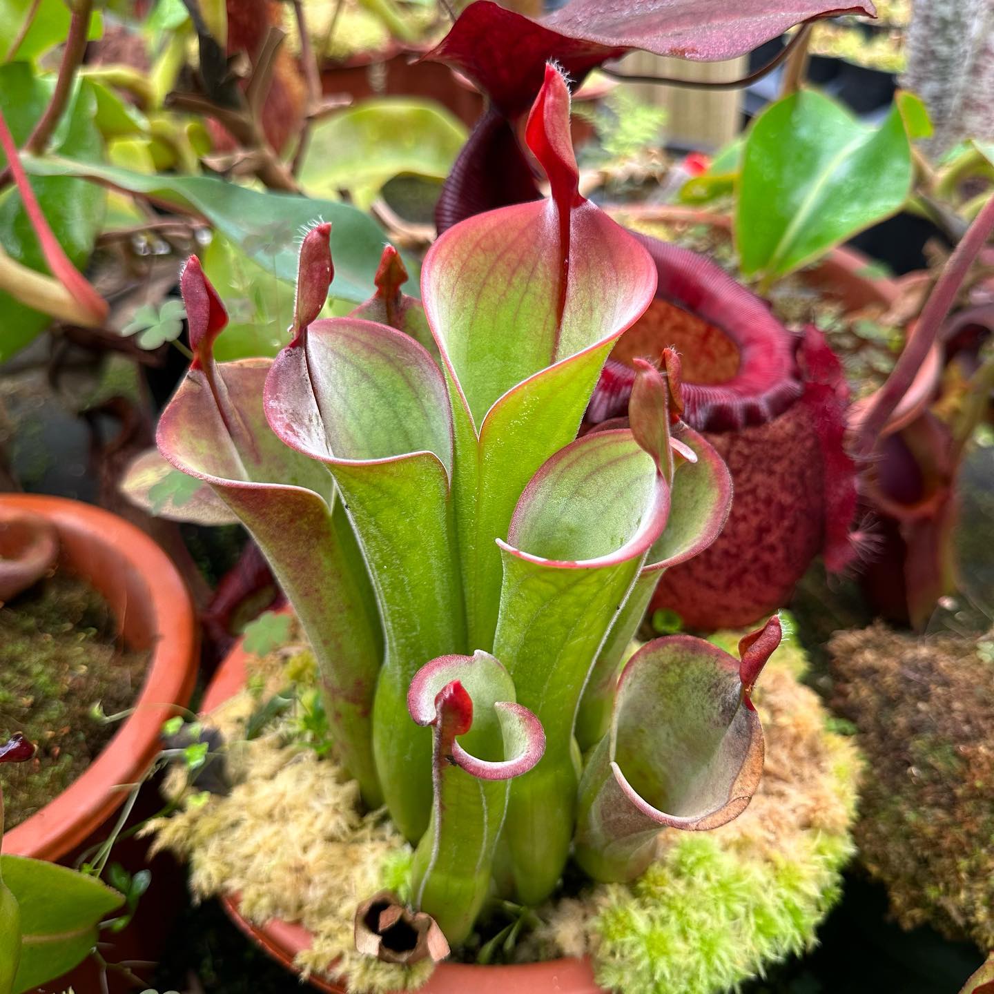 Heliamphora macdonaldae it's so perfect it almost doesn't look real.