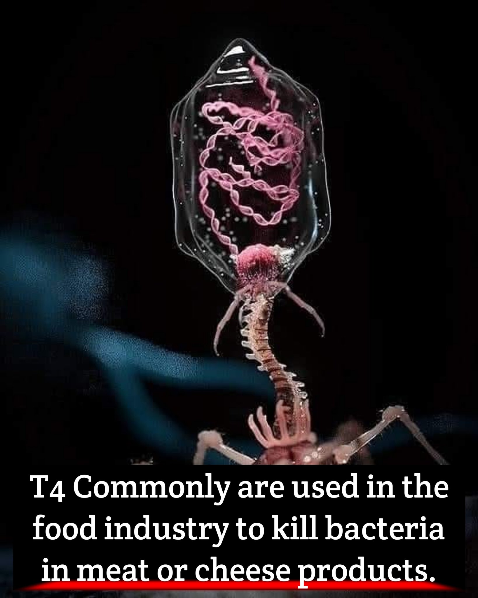 Mr - Killers 🦠 Fact of T4 - Bacteriophages, also known as phages, are ...