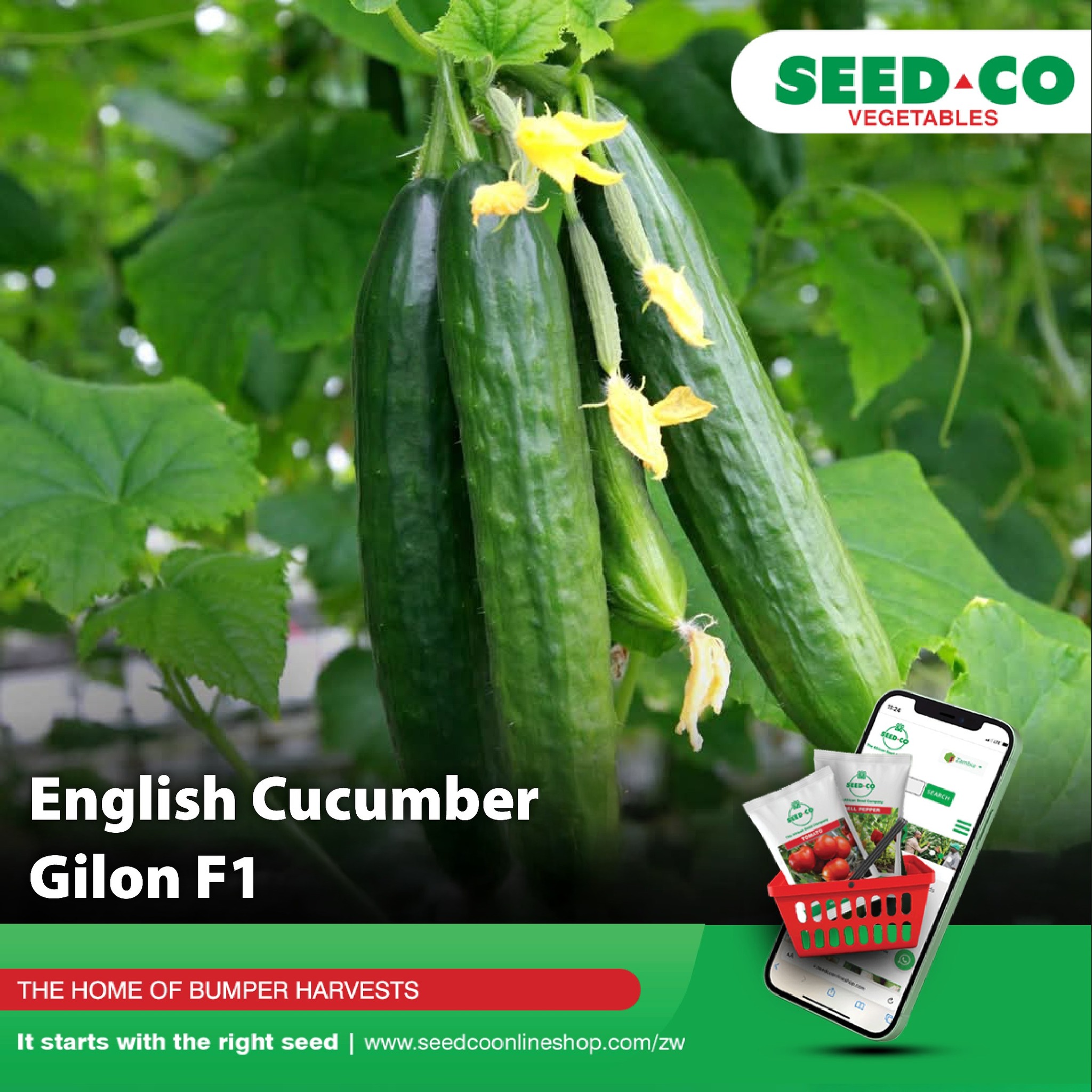 Seed - Easy self-regulating summer variety, renowned for its strong ...