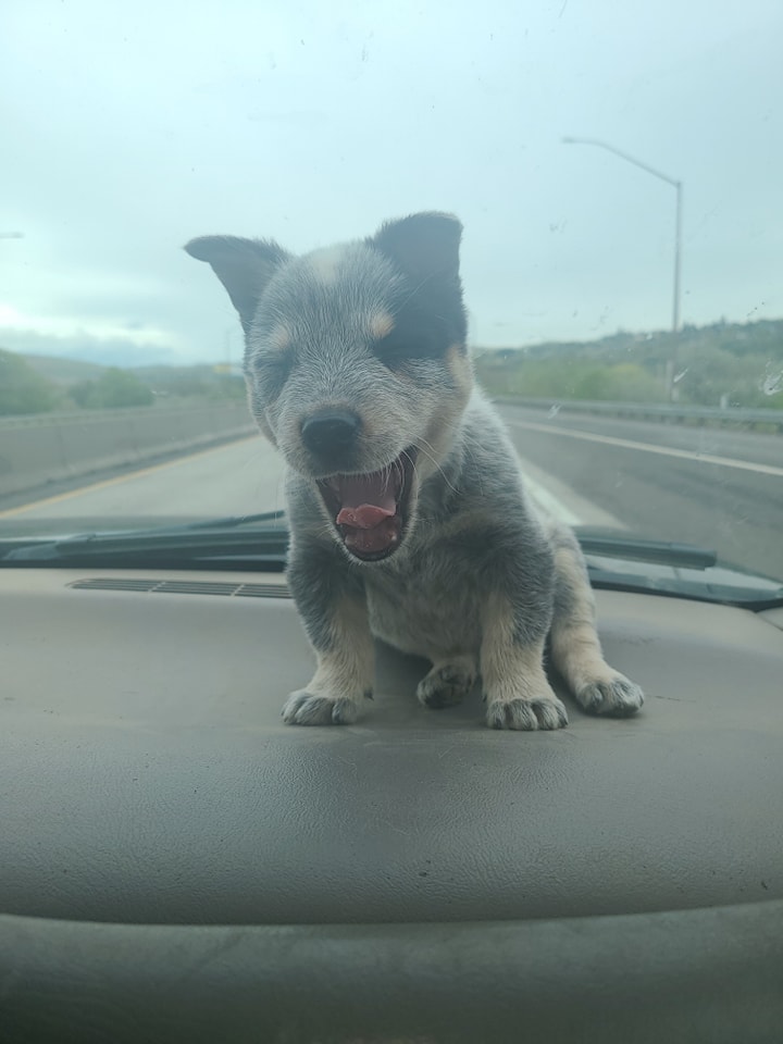 Wilhelm Ranch Dogs