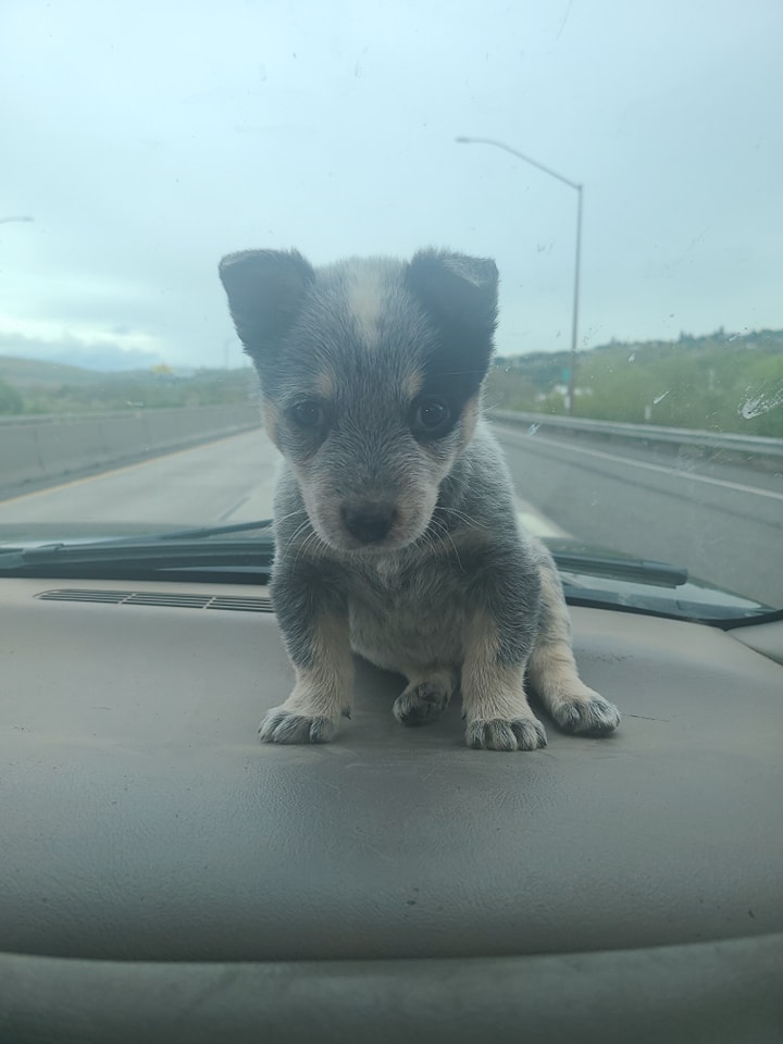 Wilhelm Ranch Dogs