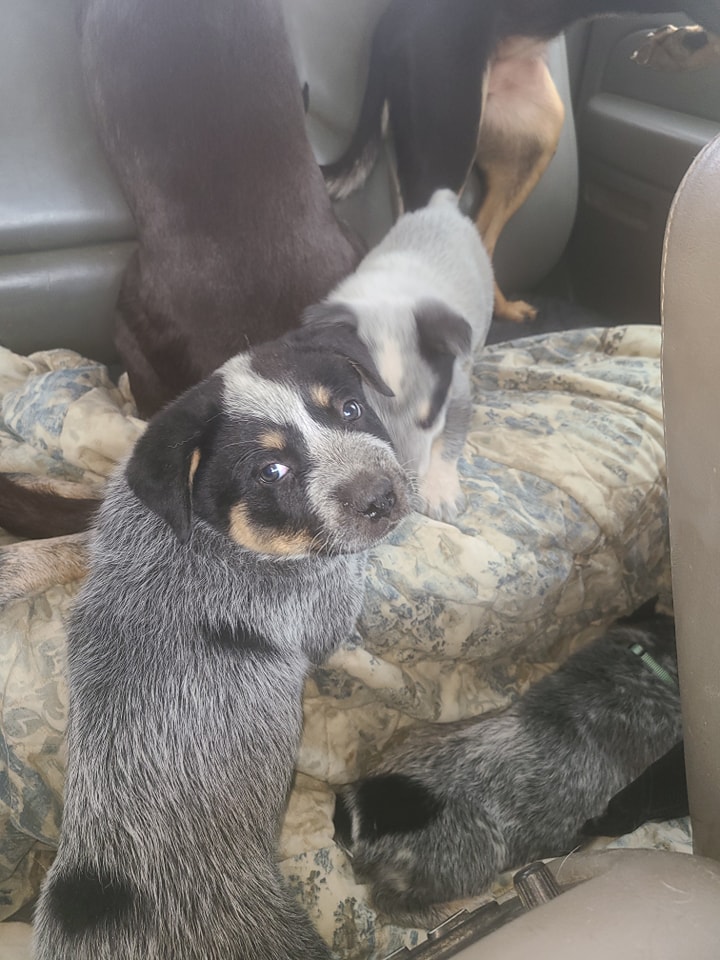 Wilhelm Ranch Dogs