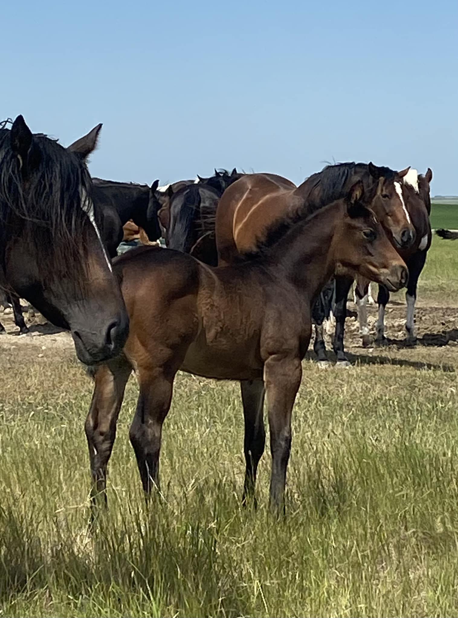 Holden Atkinson Mini Bareback and Mini Saddle Bronc Rider - Got taken ...