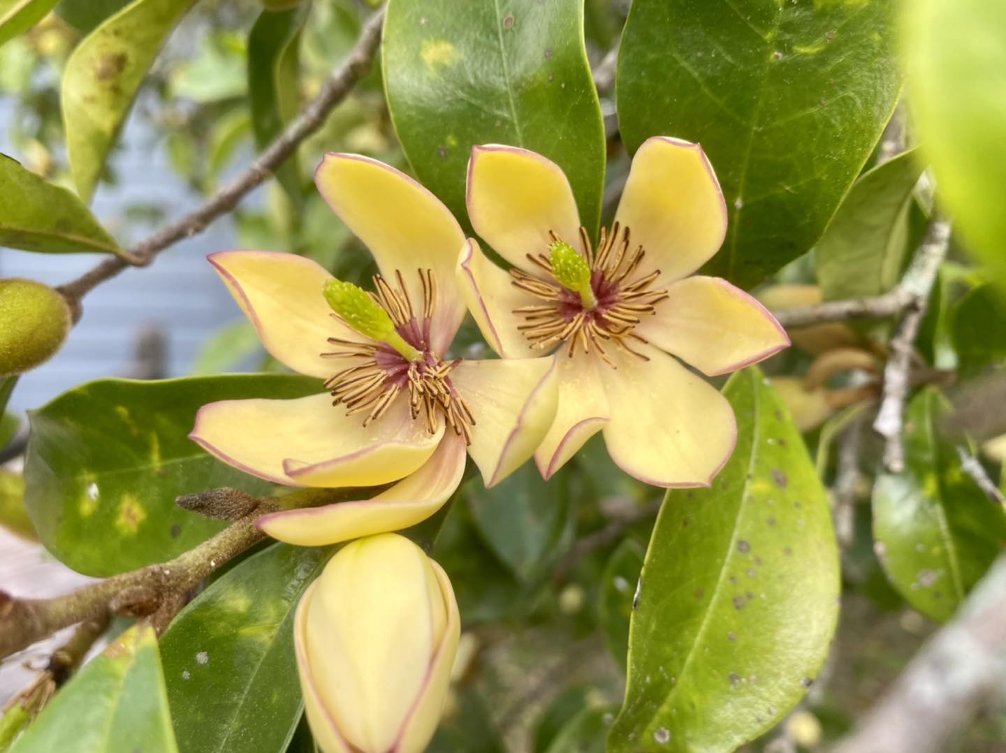 Banana magnolia blooming with strong scent
