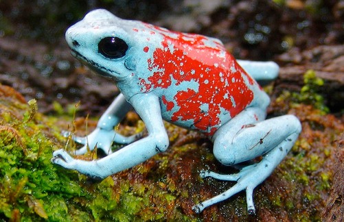その他 Jewels of the Rainforest Poison Frogs Poison Frogs - Jewels