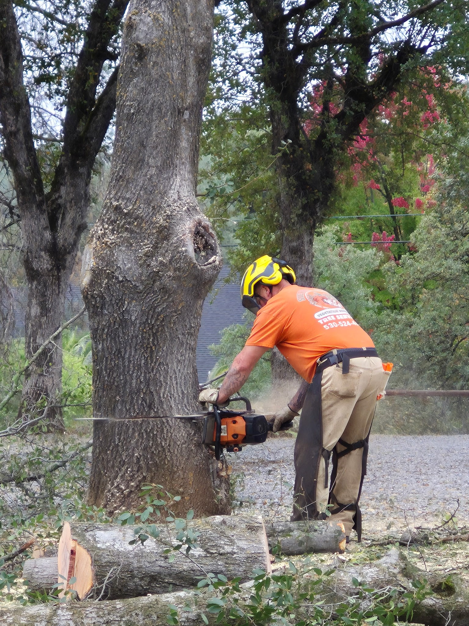 Sierra Vista Vegetation Removal and Tree Service