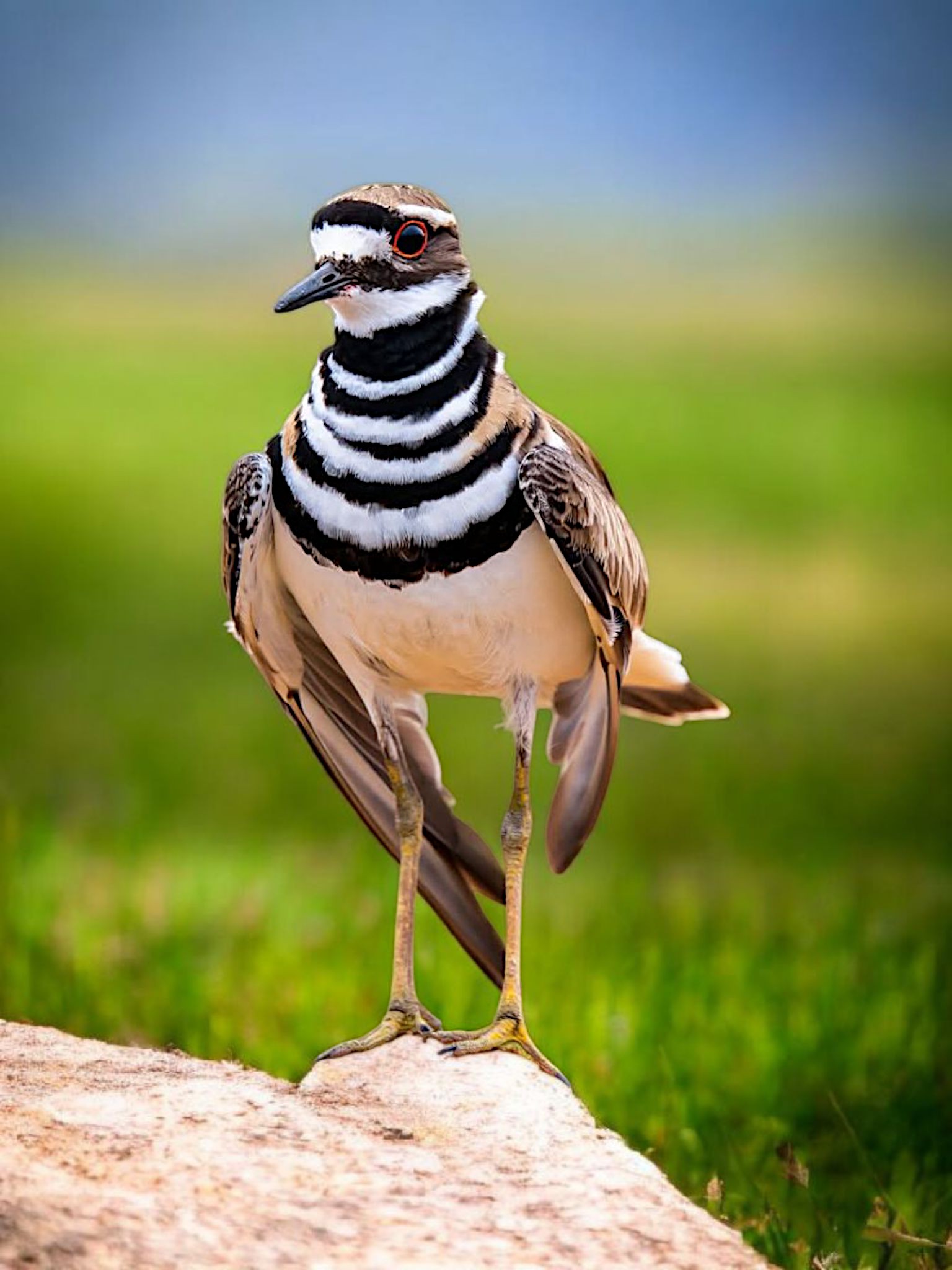 Green - Killdeer, a species of Plovers(Charadriidae) Also known as ...