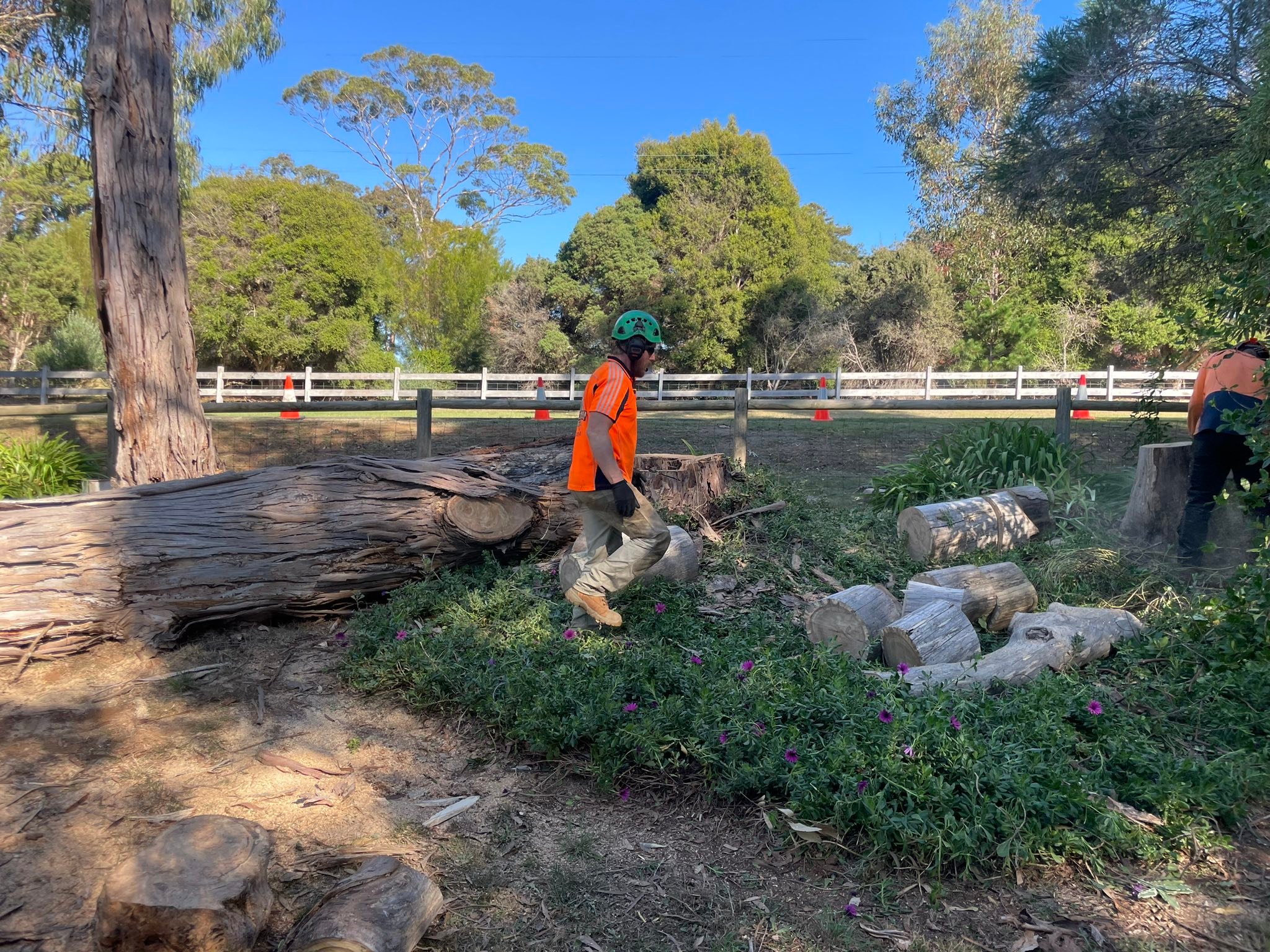 Spider Monkey Tree Worx | Melbourne VIC