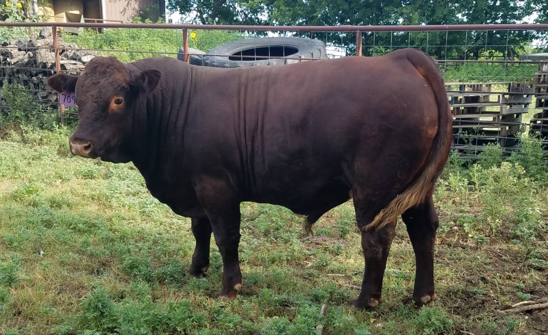 A closer look at the Young Guns😊 - NoName Ranch Beef
