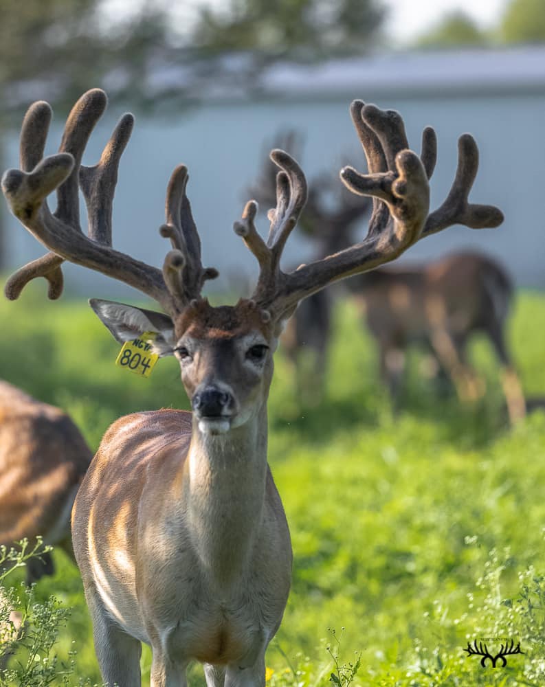 May Ranch Whitetails | Beeville TX