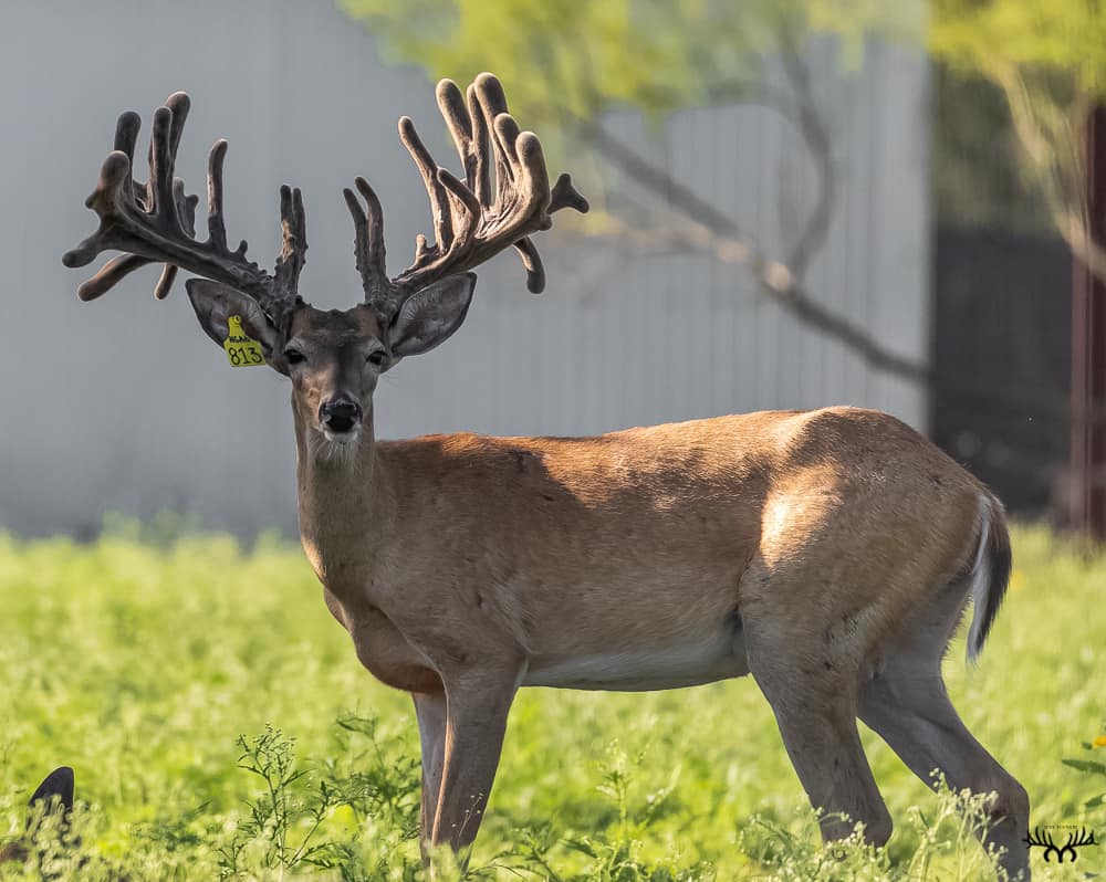 May Ranch Whitetails | Beeville TX