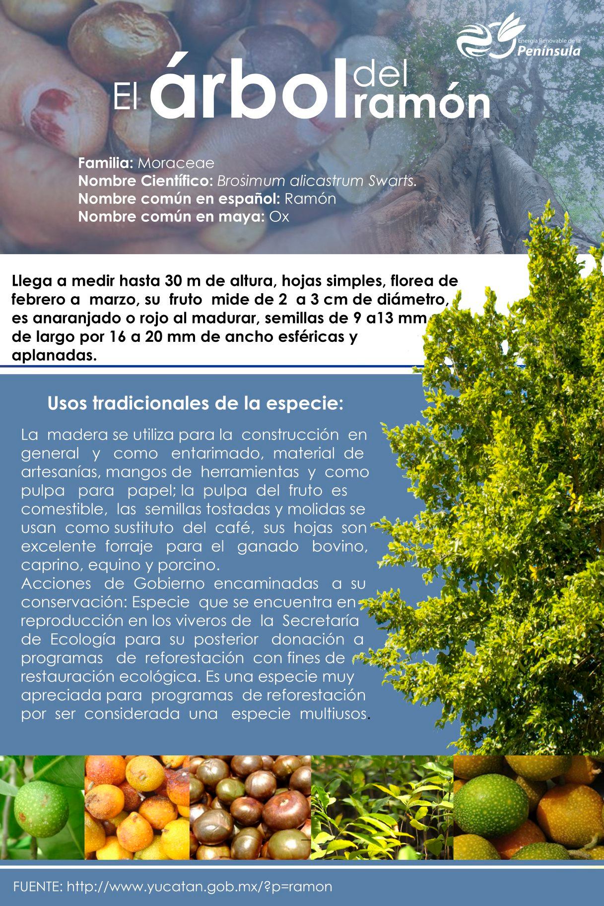 Parque Eólico Progreso - ¿Ya conoces el árbol del ramón? #ERdP | Facebook