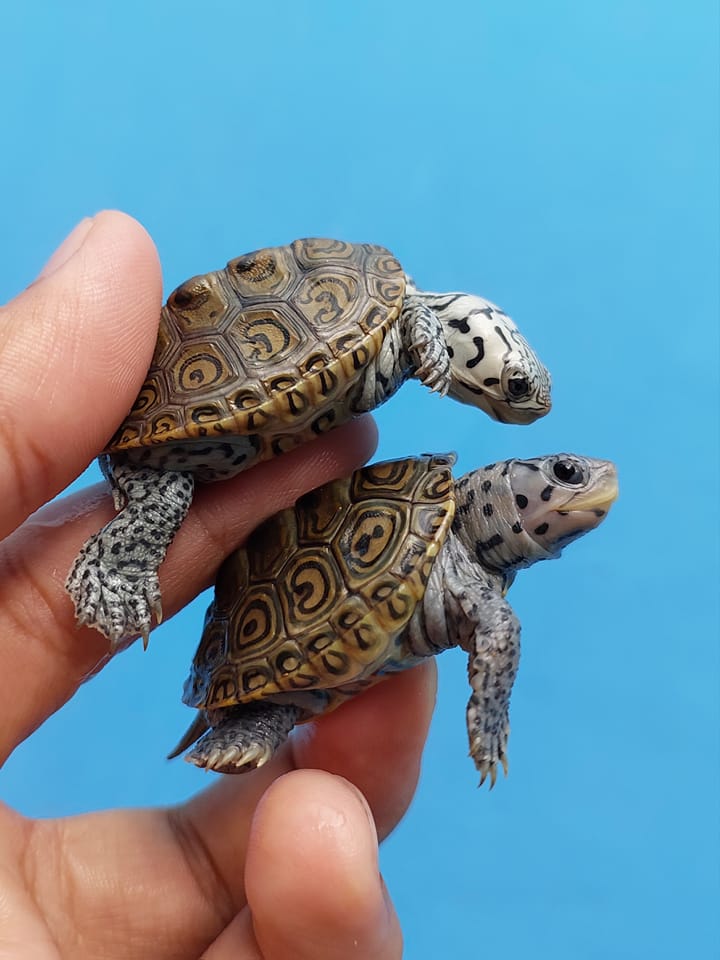 DIAMONDBACK TERRAPIN TURTLE INDONESIA | Facebook