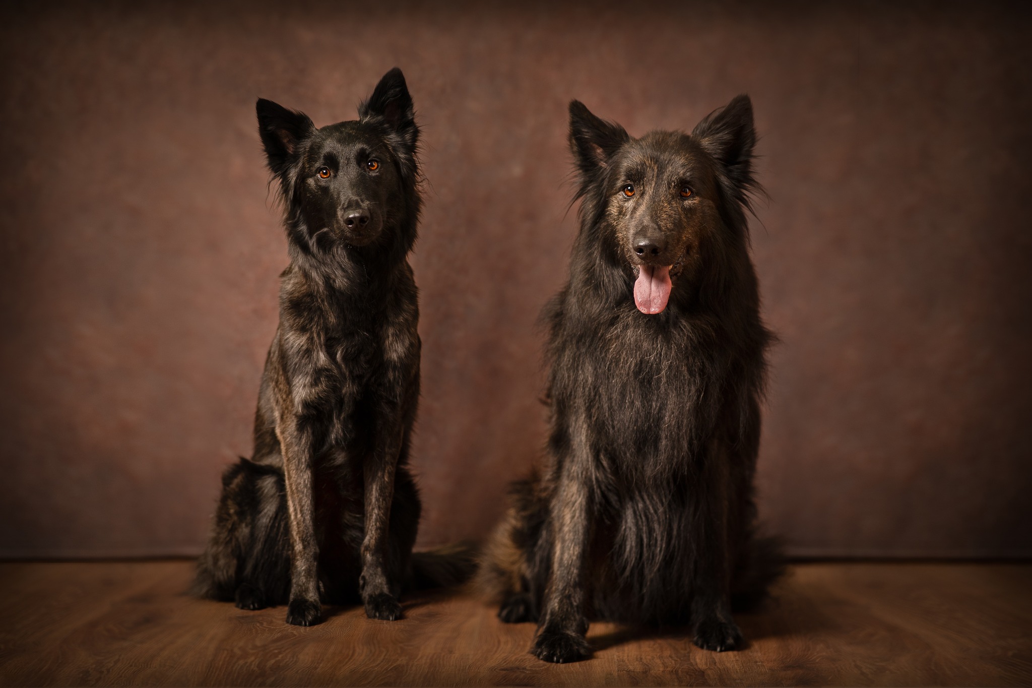 Alpha Dogs - psy pracujące... - Alpha Dogs - psy pracujące K9
