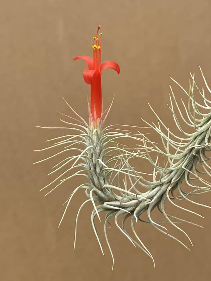Tillandsia edithae var araucariifolia with vibrant red flower
