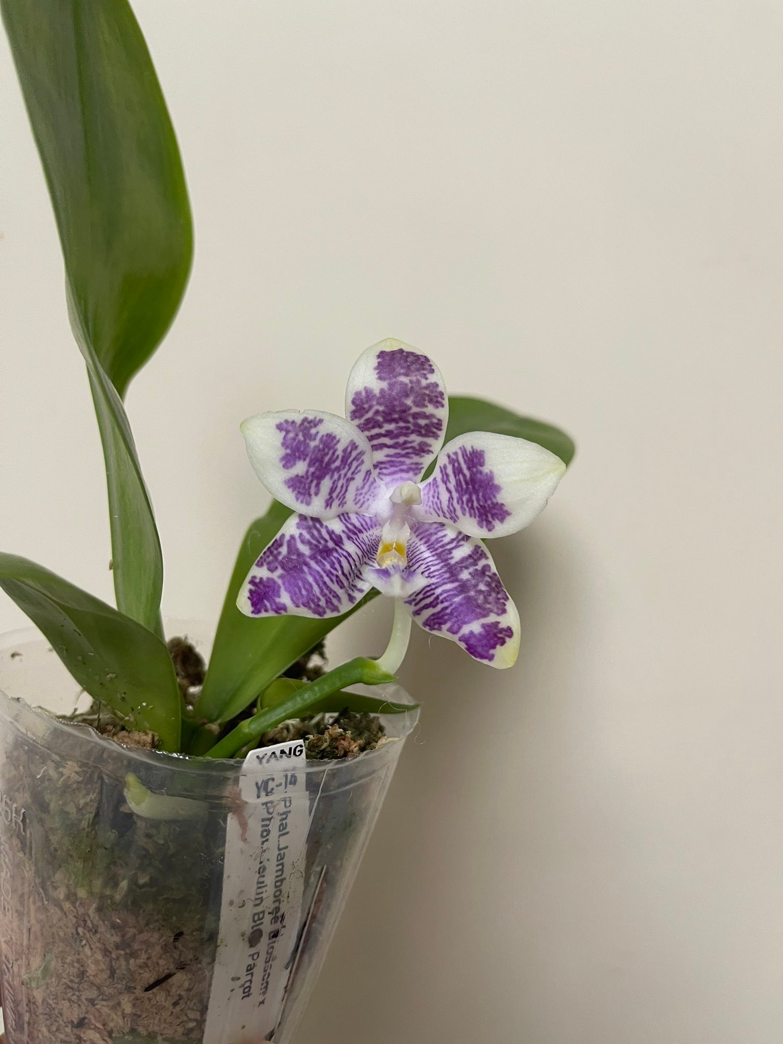 已售） Phal. Jamboree Blossom X Phal. Lioulin Blue Parrot 2.5吋盆$150