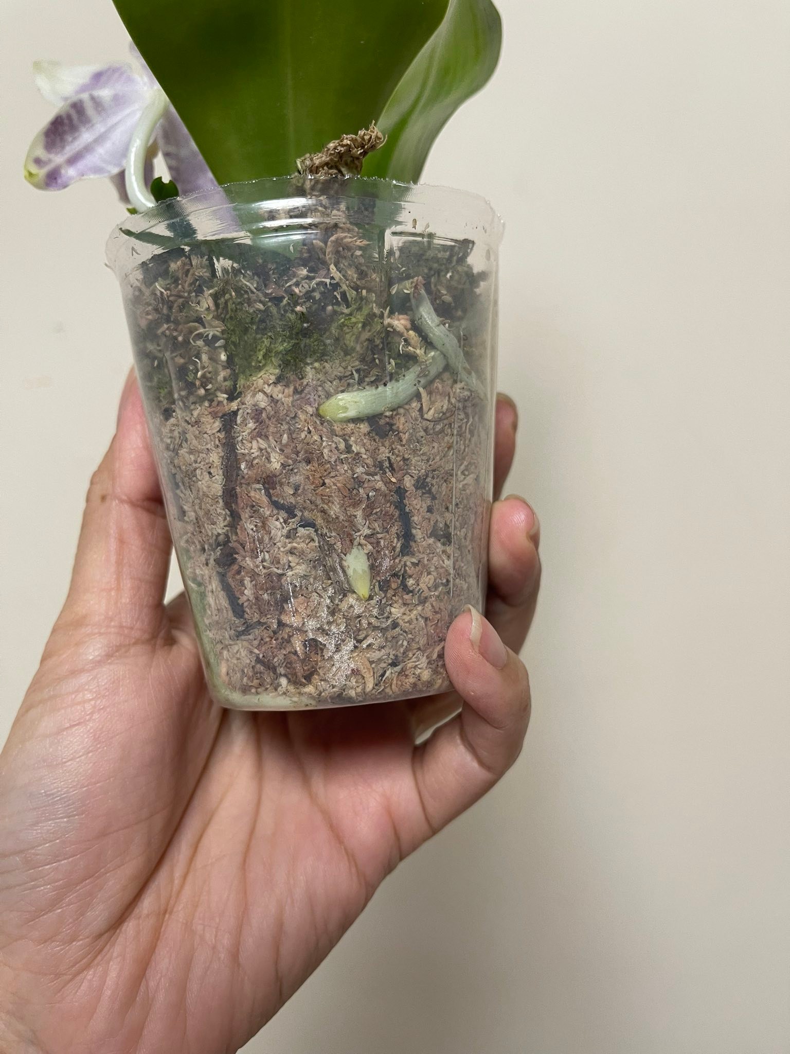 已售） Phal. Jamboree Blossom X Phal. Lioulin Blue Parrot 2.5吋盆$150