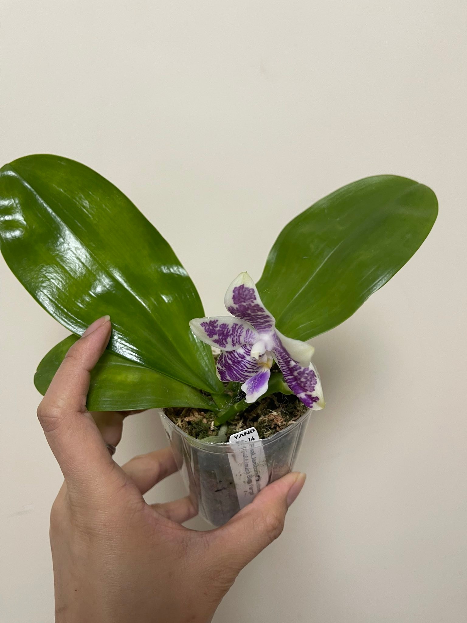 胡蝶蘭Jamboree Blossom x Liou Blue Parrot 已售） Phal. Jamboree Blossom X Phal. Lioulin Blue Parrot 2.5吋盆$150