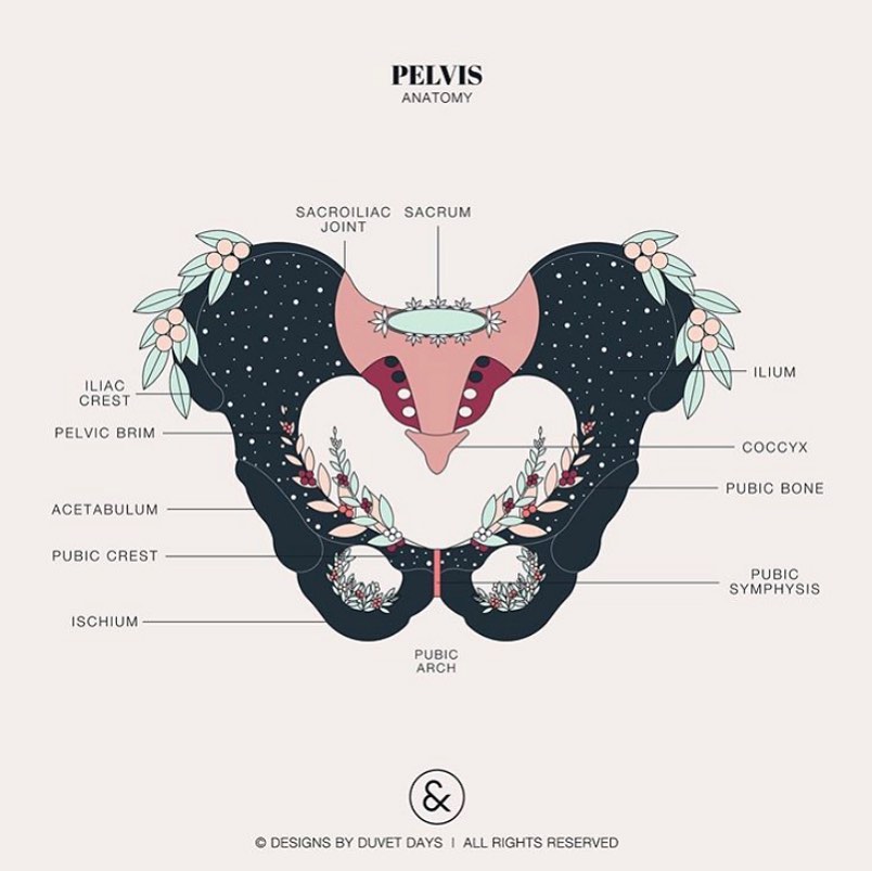 Solace Bodywork by Dr Rachael Davie - The symmetry of the pelvic bones ...