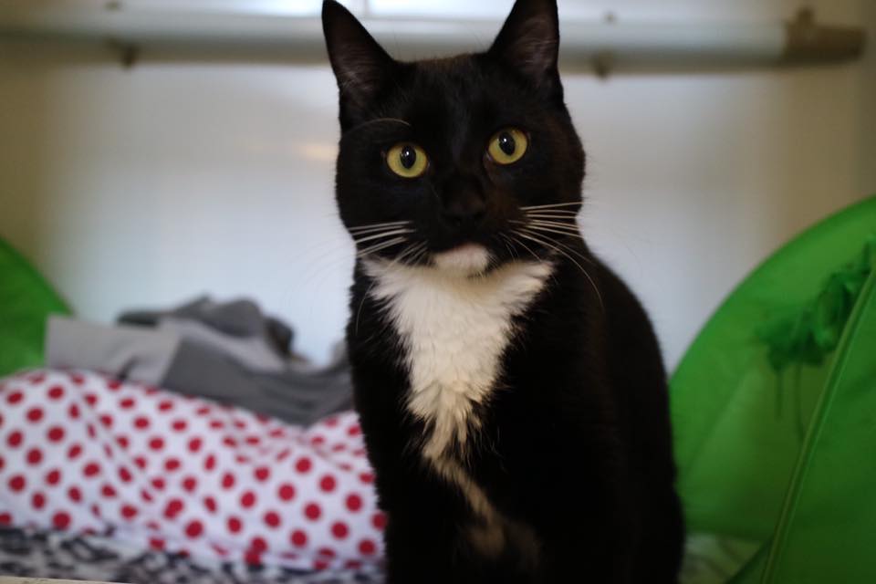 Springfield Cattery | Orsett