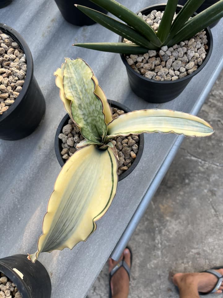 Sansevieria Mafinga 829 Variegated