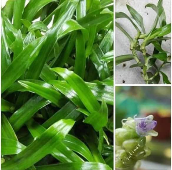 KHASIAT POKOK RUMPUT CINA DAN POKOK... - Warisan Kesihatan