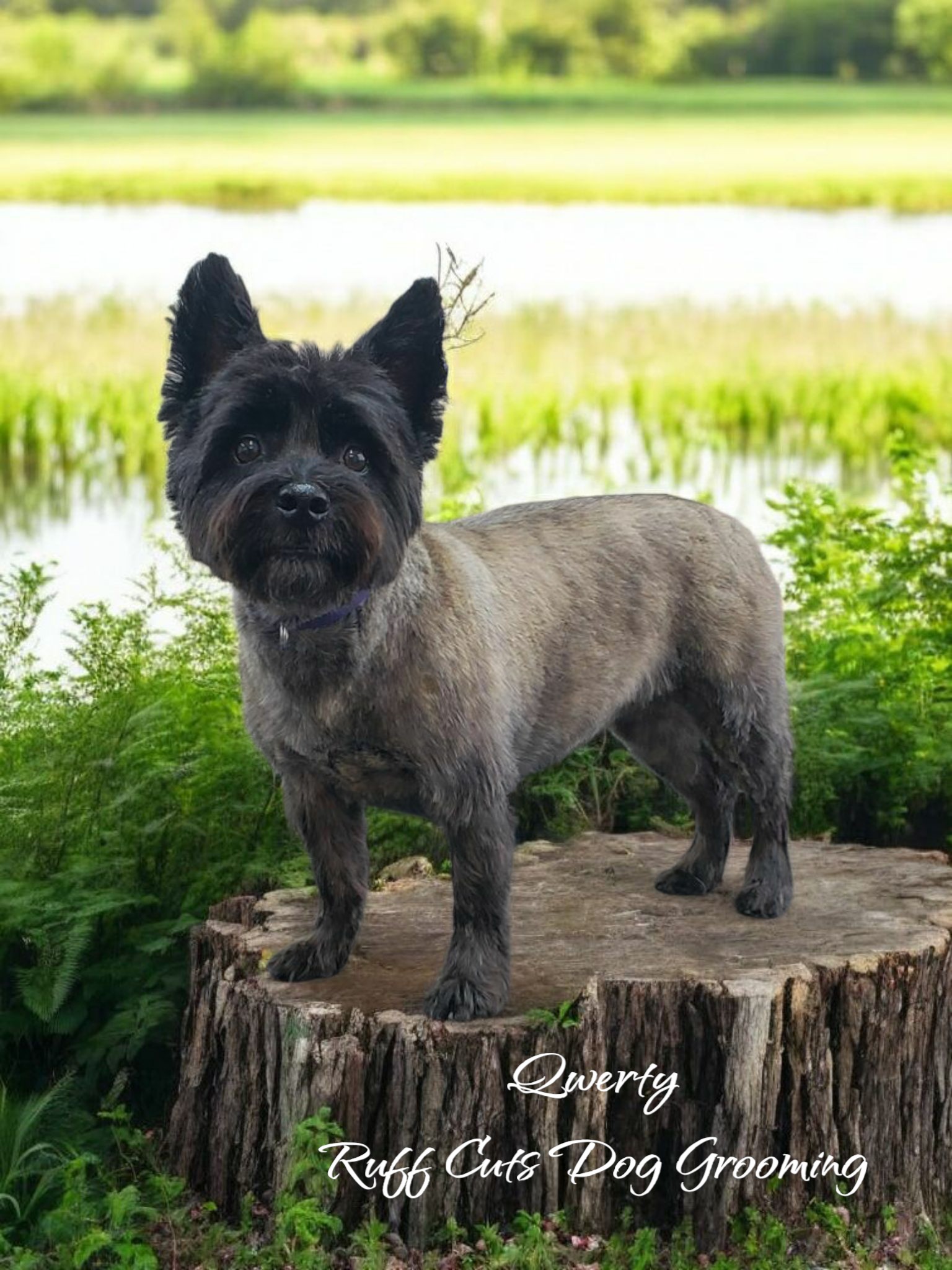 Ruff Cuts Dog Grooming and Boarding | Cleveland TN