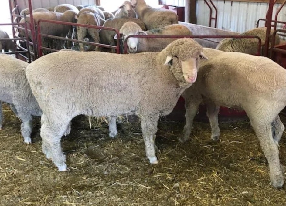 Consignor Spotlight: 3P... - The National Ram Sale | Facebook
