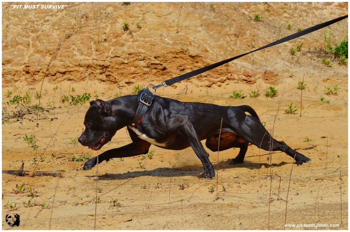 APBT 