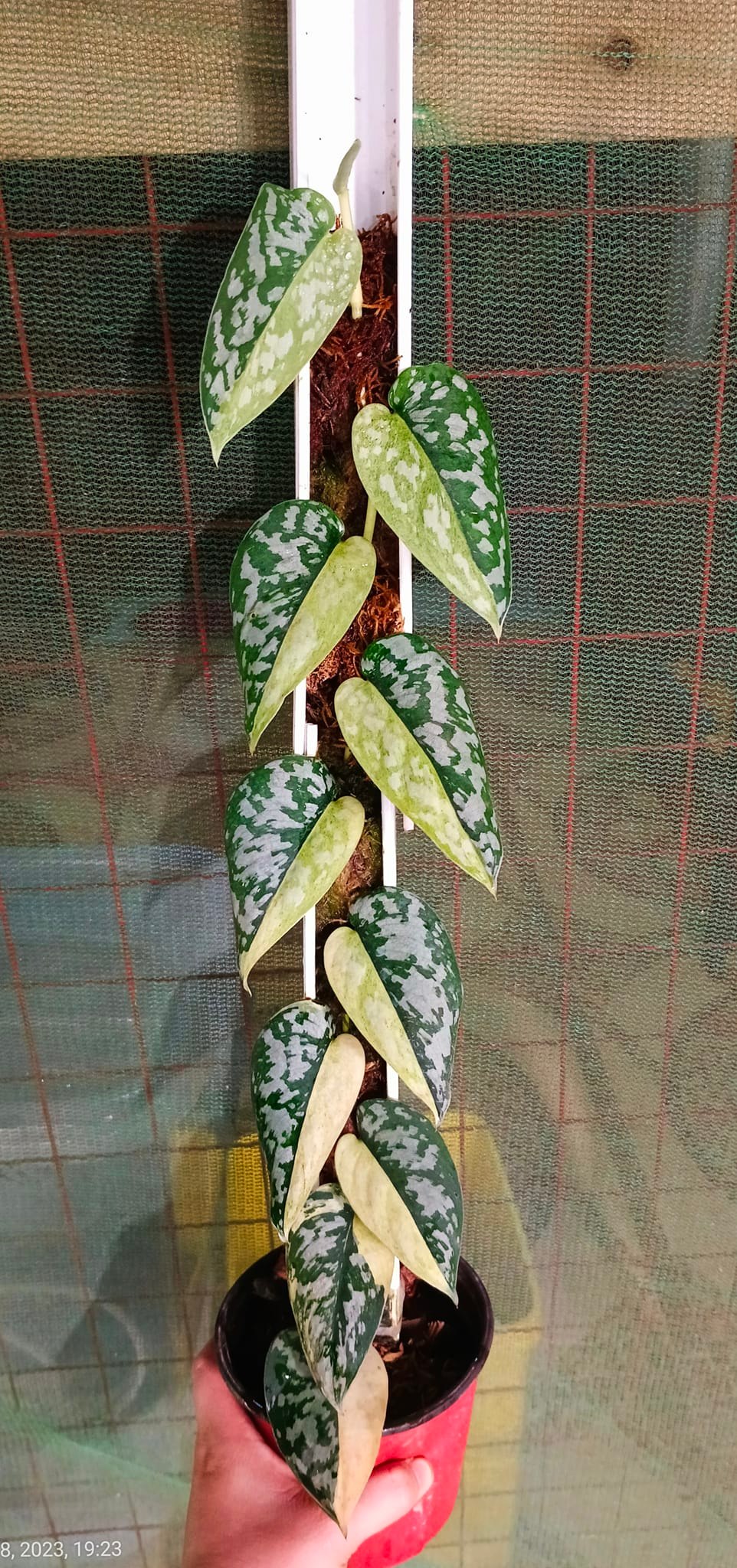 Scindapsus Matcha plant with unique variegated leaves