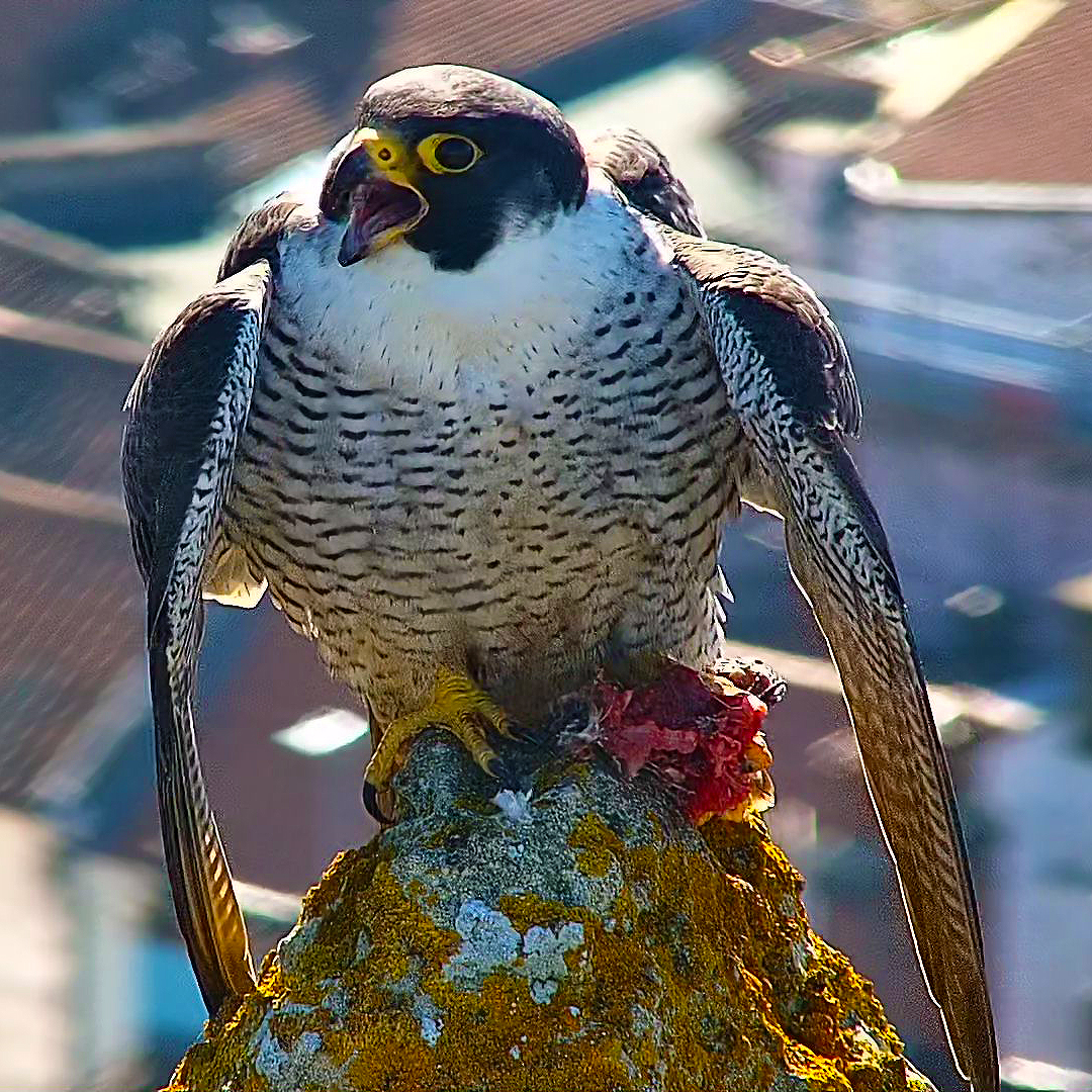 Cromer - The tiercel mantles prey | Facebook