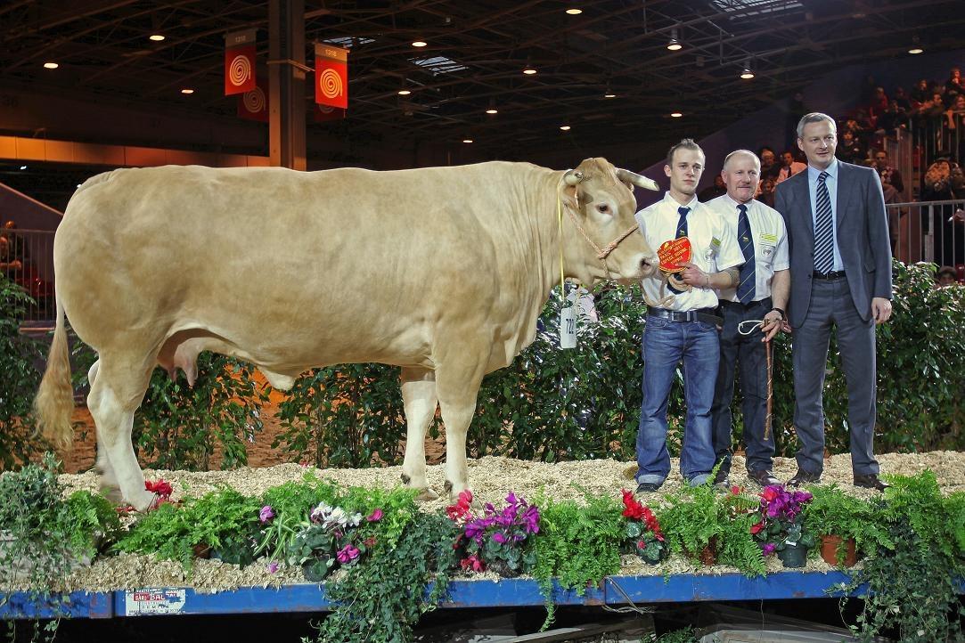 blonde-blonde-d-aquitaine-european-beef-excellence