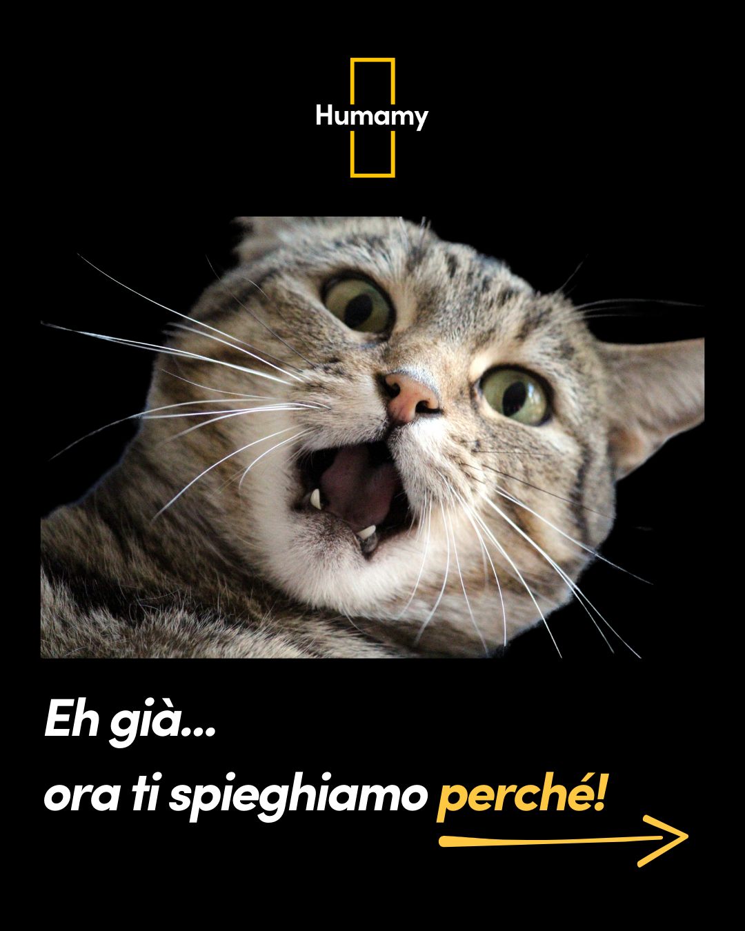Humamy