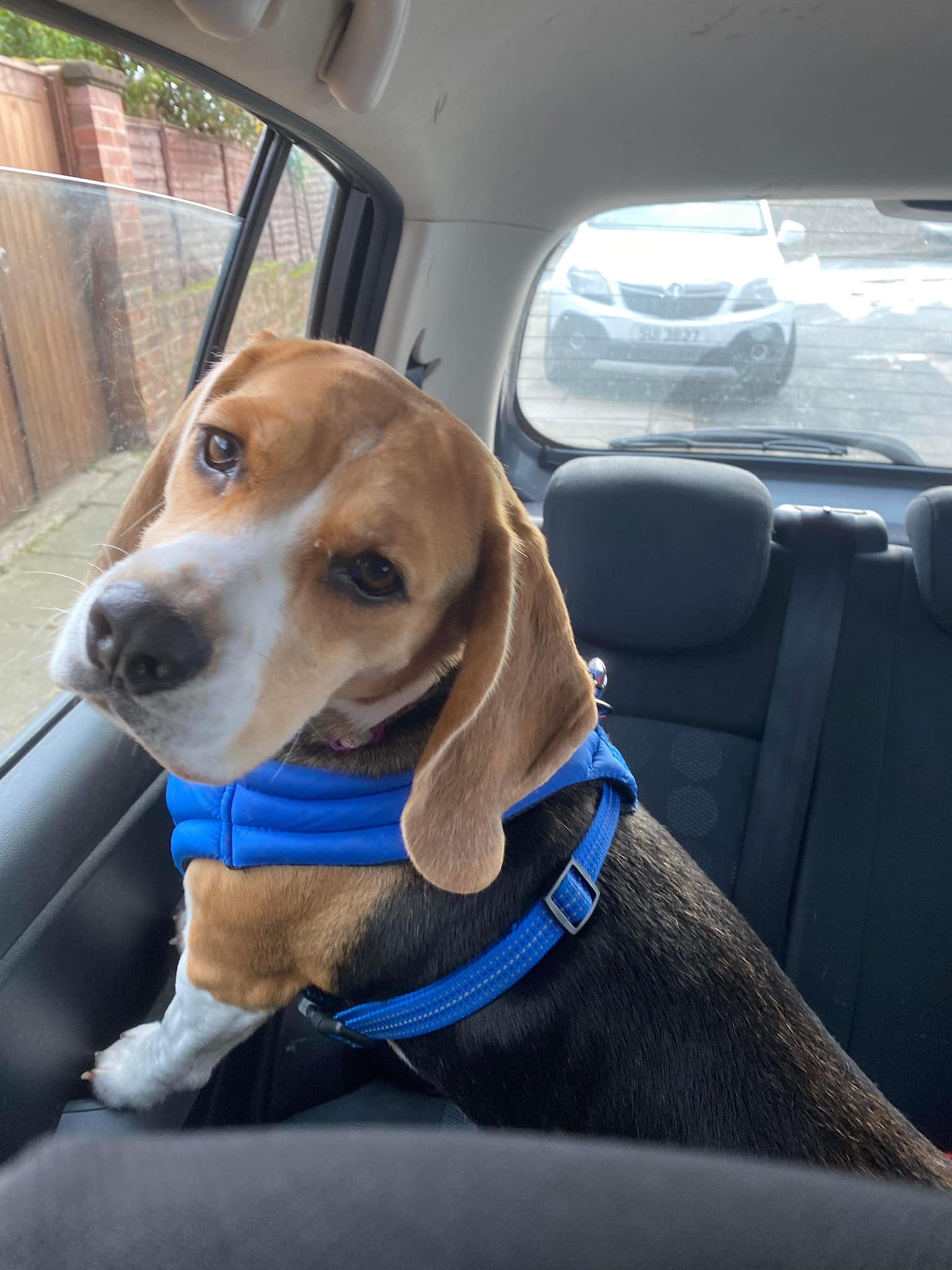 Congratulations to Betty on her... - Roaming Dogs Rescue | Facebook
