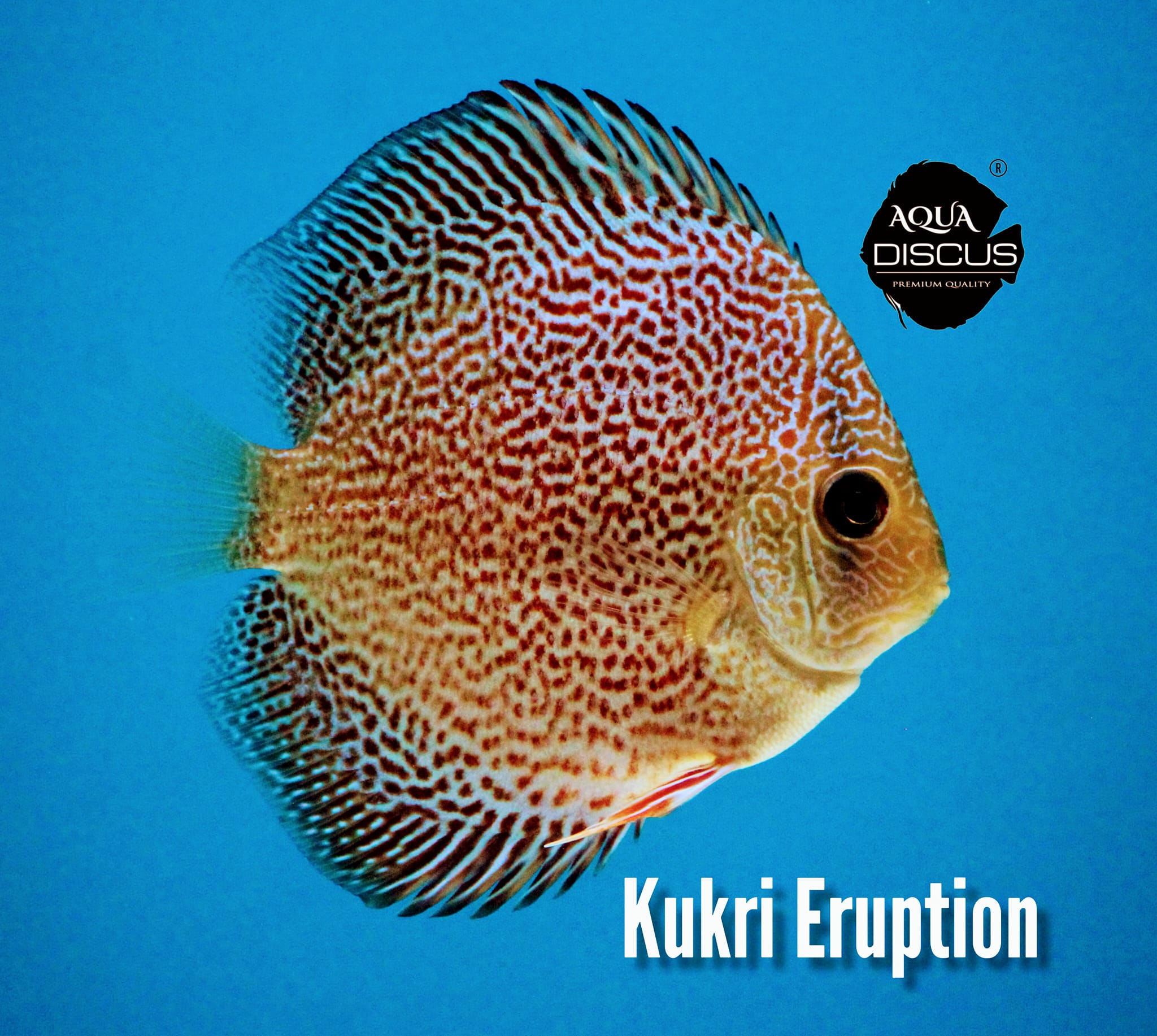 Our new Discus strain collections are... - Aqua Discus India | Facebook