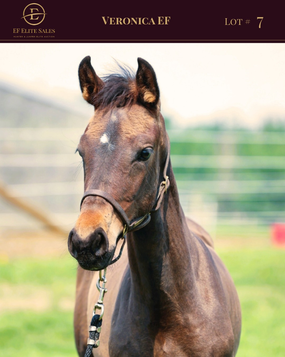 Premium westfalen filly for sale in Alberta, Canada