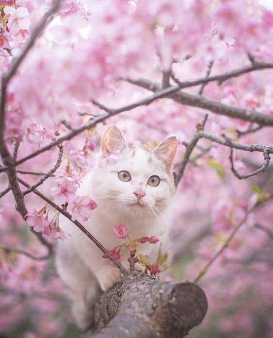 桜🌸と猫🐱 Cherry blossom🌸 and cute cat🐱
