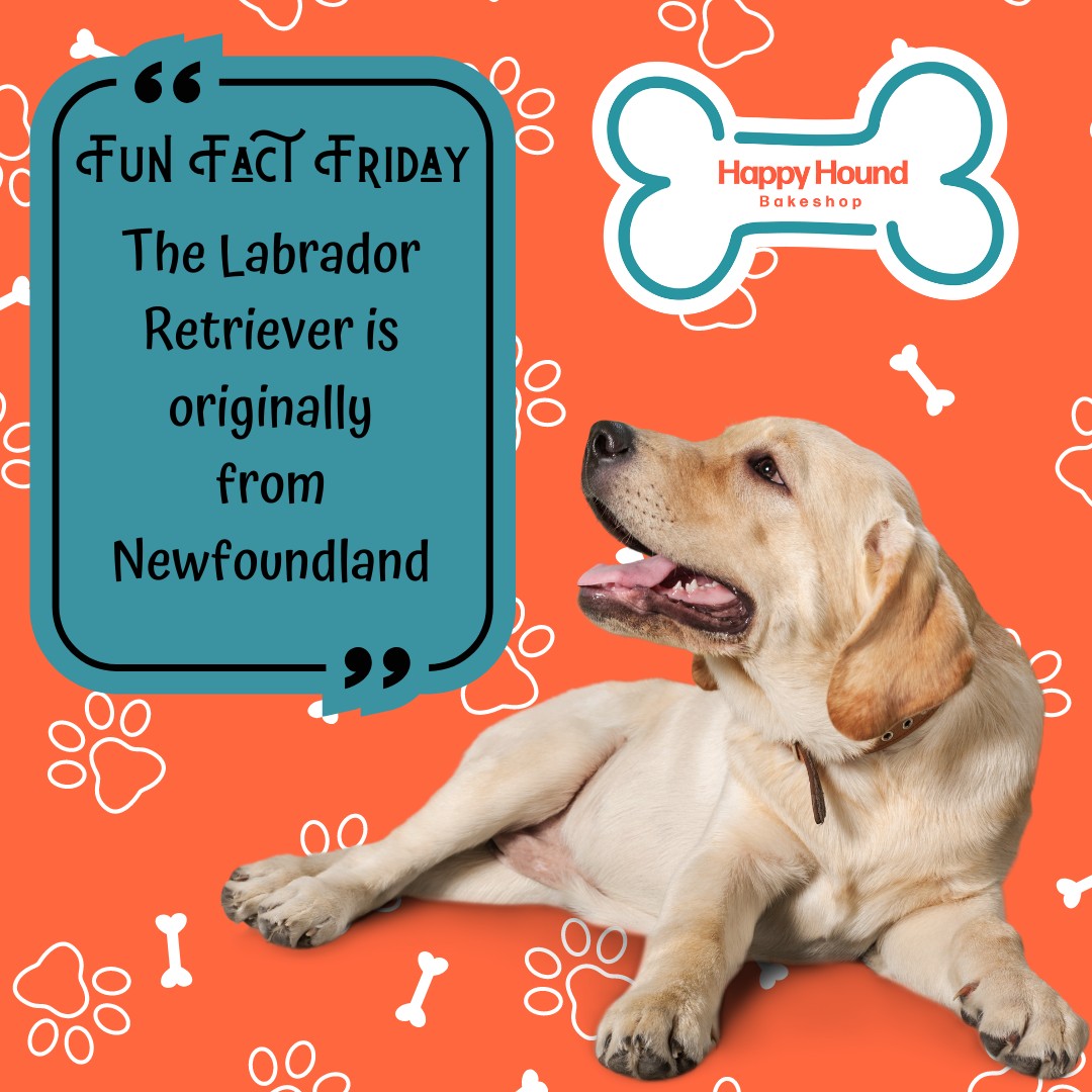 🐾 Fun Fact Friday: The Labrador... - Happy Hound Bakeshop